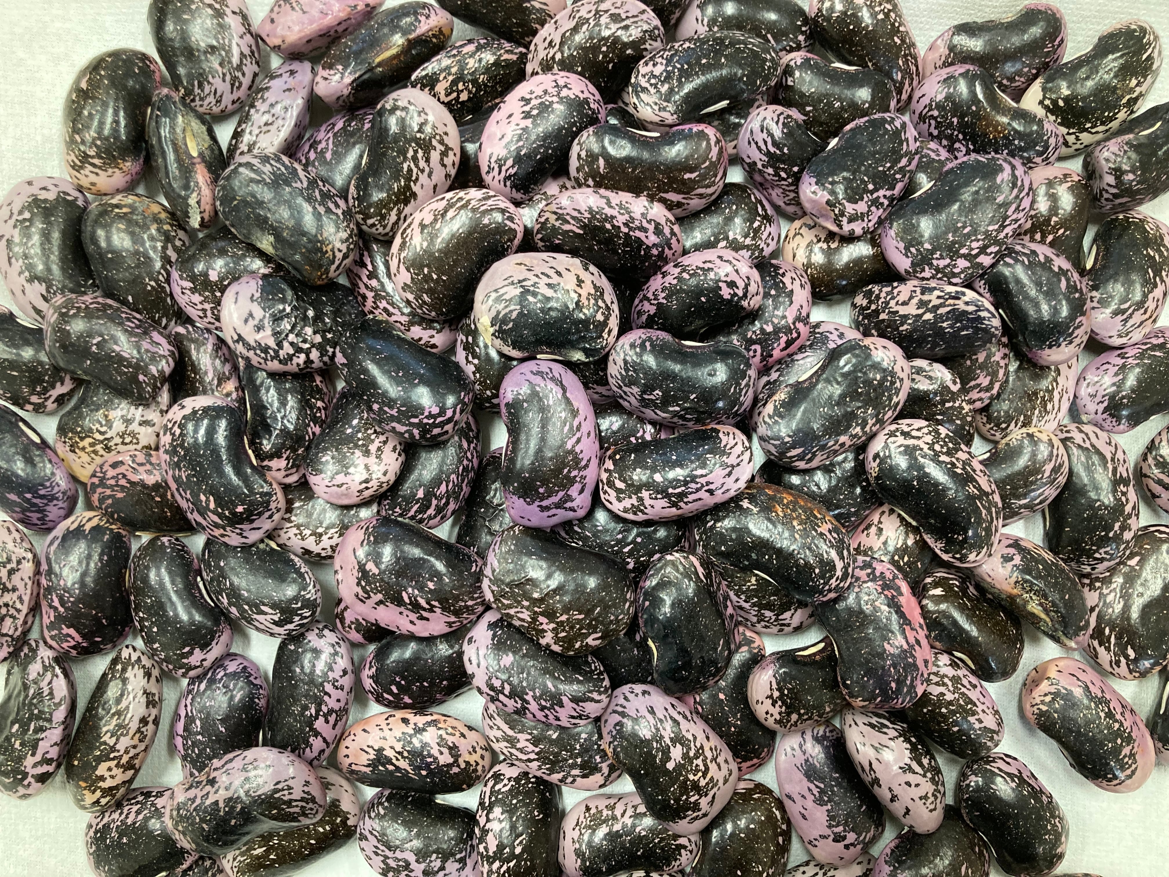 ミー様専用出品です 花豆5kg 国産花豆 長野県産 数量限定検査合格 特別