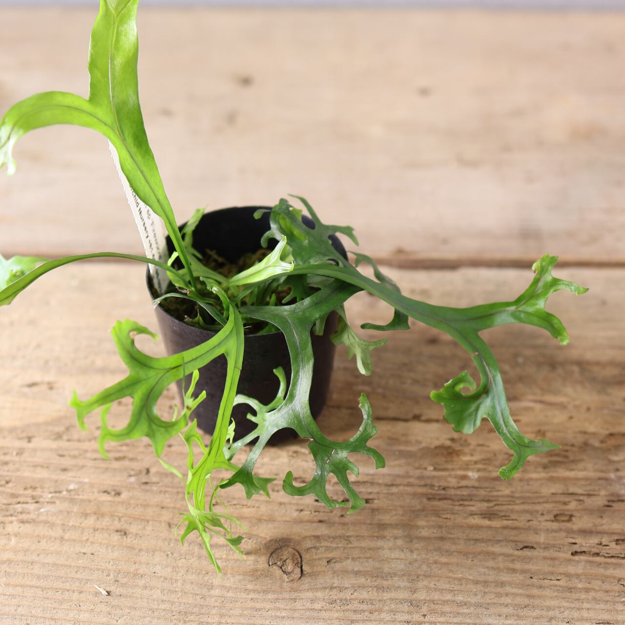 Microsorum sp 'Fireworks’ ミクロソリウム 410 弾ける花火『ミクロソラム sp 'Fireworks'』観葉植物 【送料無料