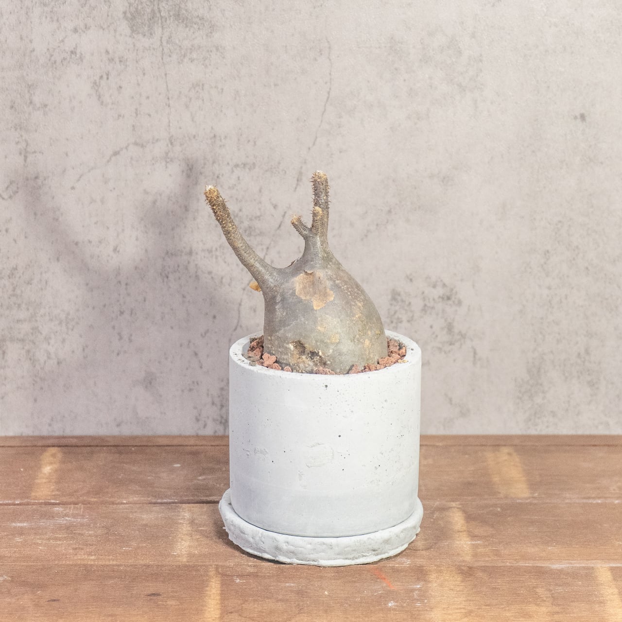 グラキリス(26cm胴回り)|現地株らしい荒肌と生命感あふれる枝ぶり【発根済】【モルタル鉢仕立て】