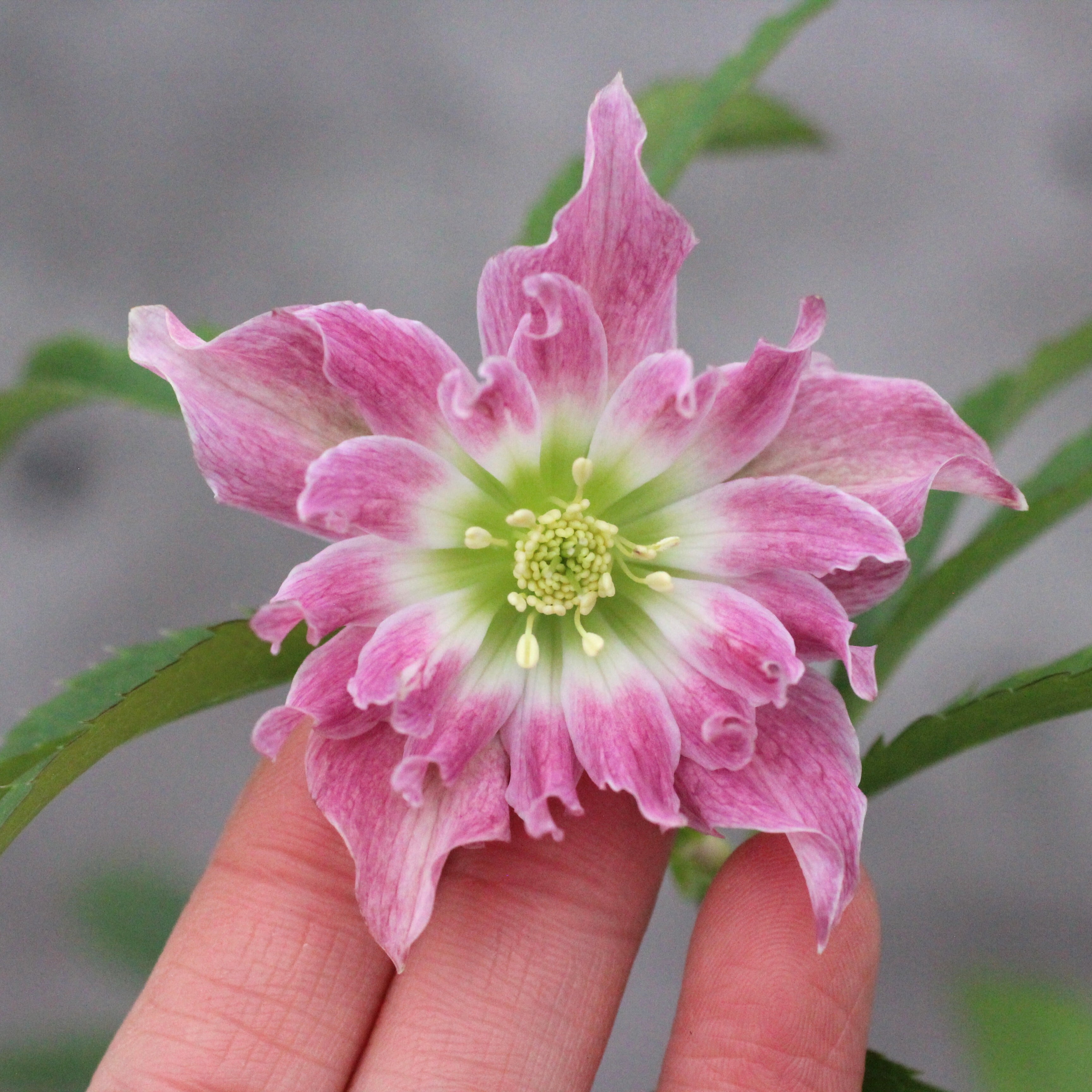 ウィンターローズ 2Fの増量 1点 1703381350024_638907_photo_720