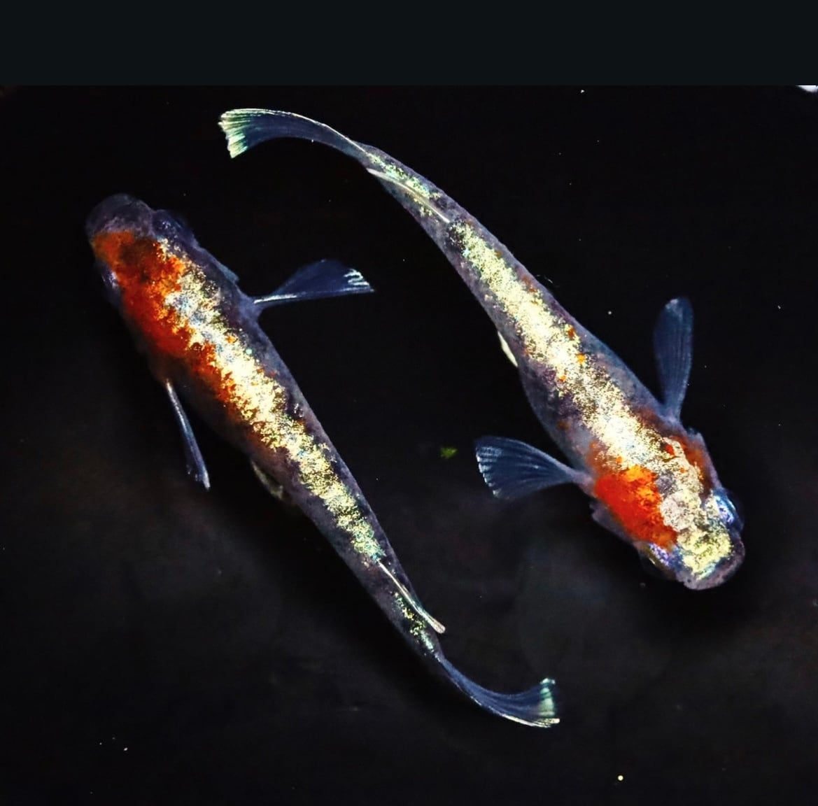3色ラメ幹之-体外光タイプ-(LU-04) 静楽庵様血統 稚魚10匹＋α | 丸長メダカ