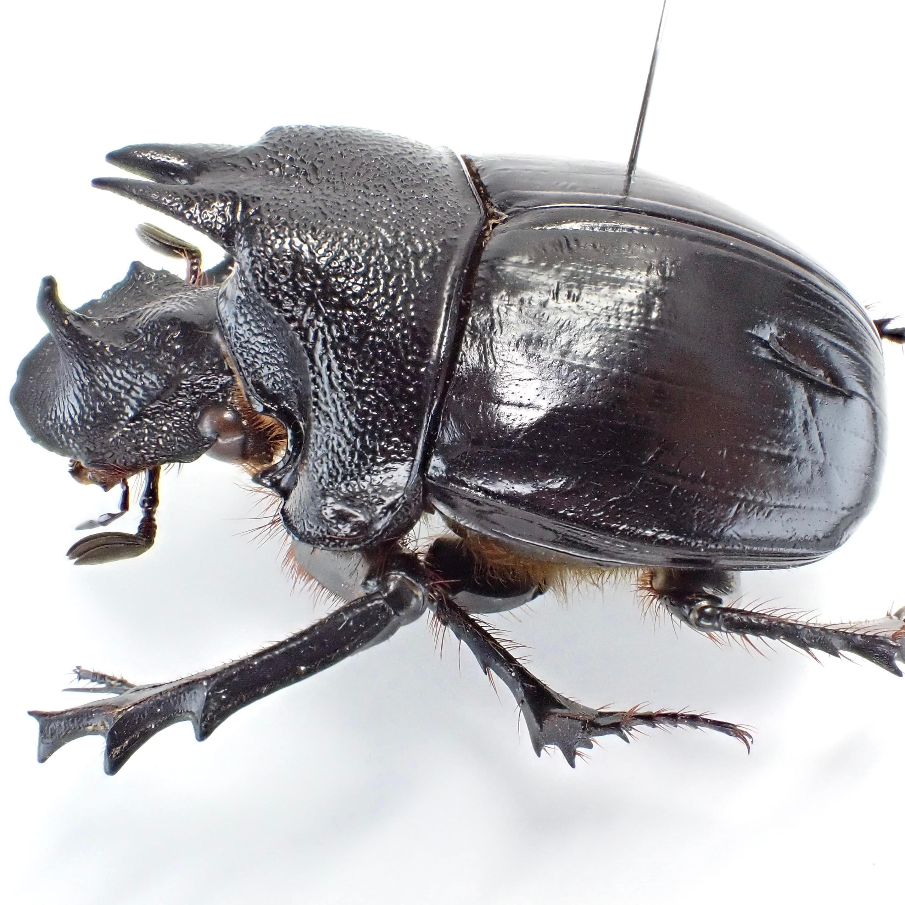 タンザニア産 Heliocopris marshalli ♂ 41mm XL | 昆虫標本 Diggers