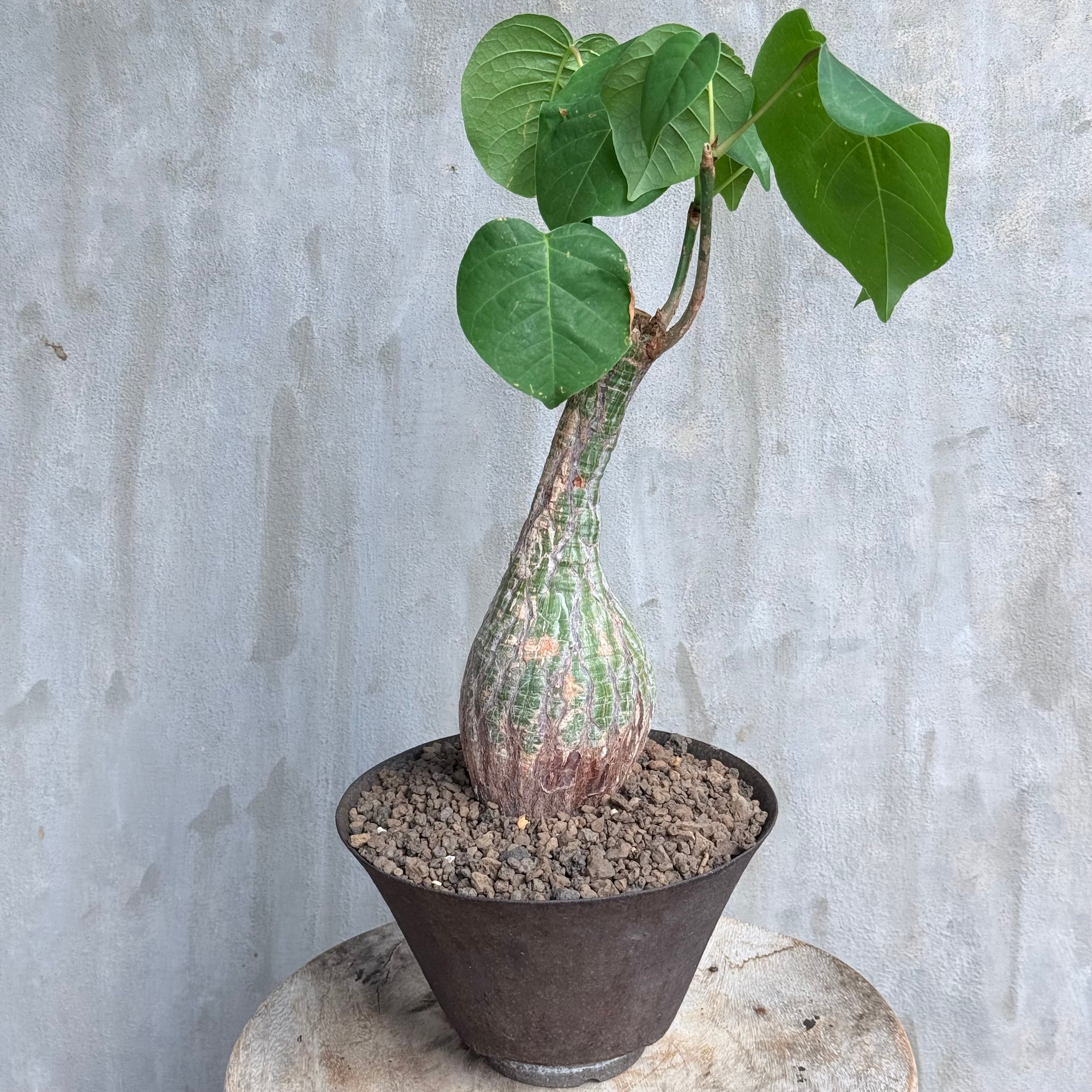 植物 | A-PLANTS