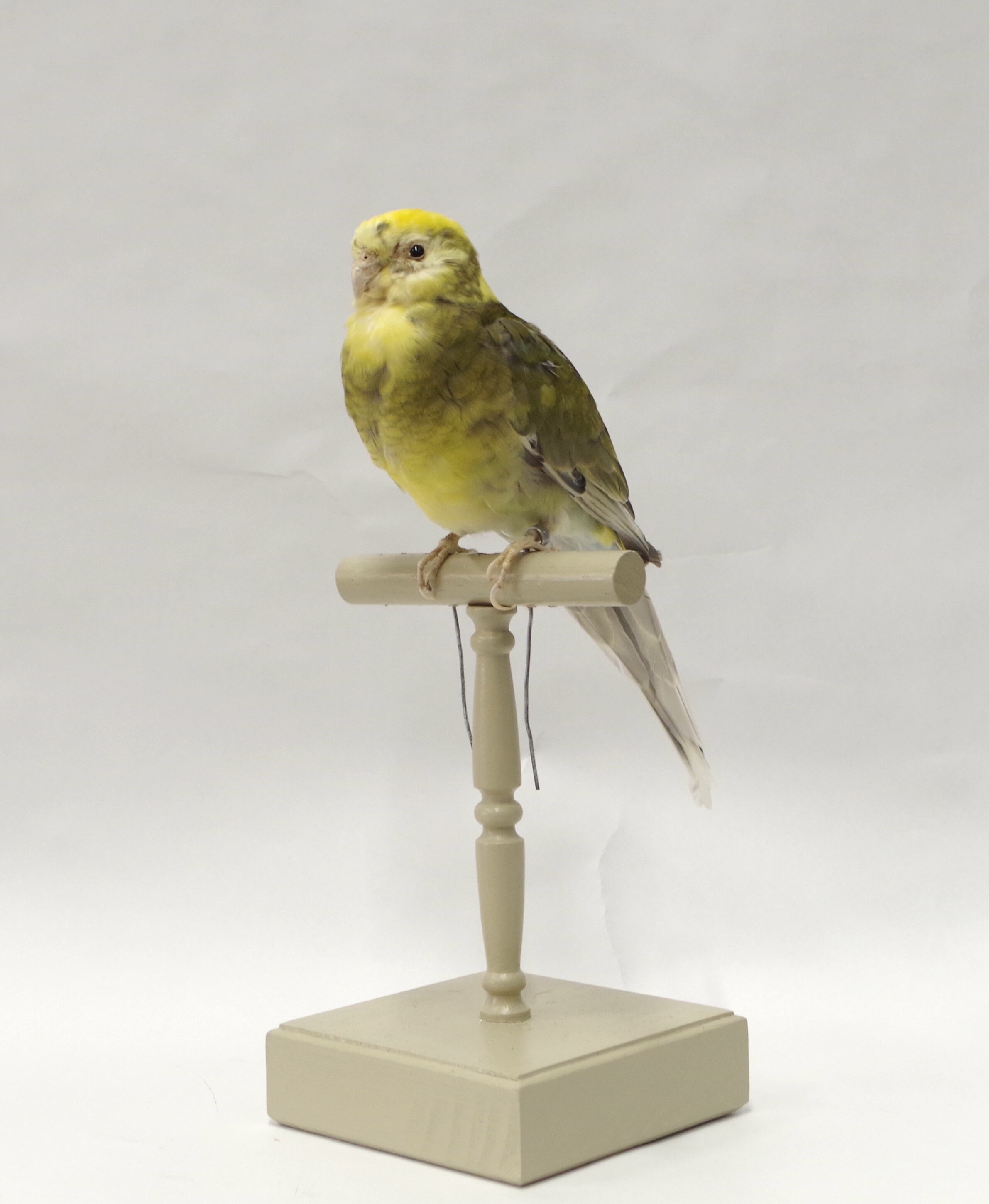 オグロインコの剥製 ef0eb4edfa254f07a89e977f1f8450