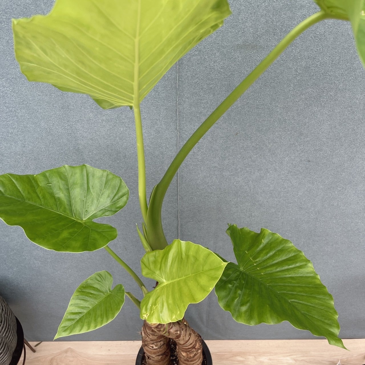 現品］【希少】H クワズイモ 8号 観葉植物 室内 大型 綺麗 おしゃれ