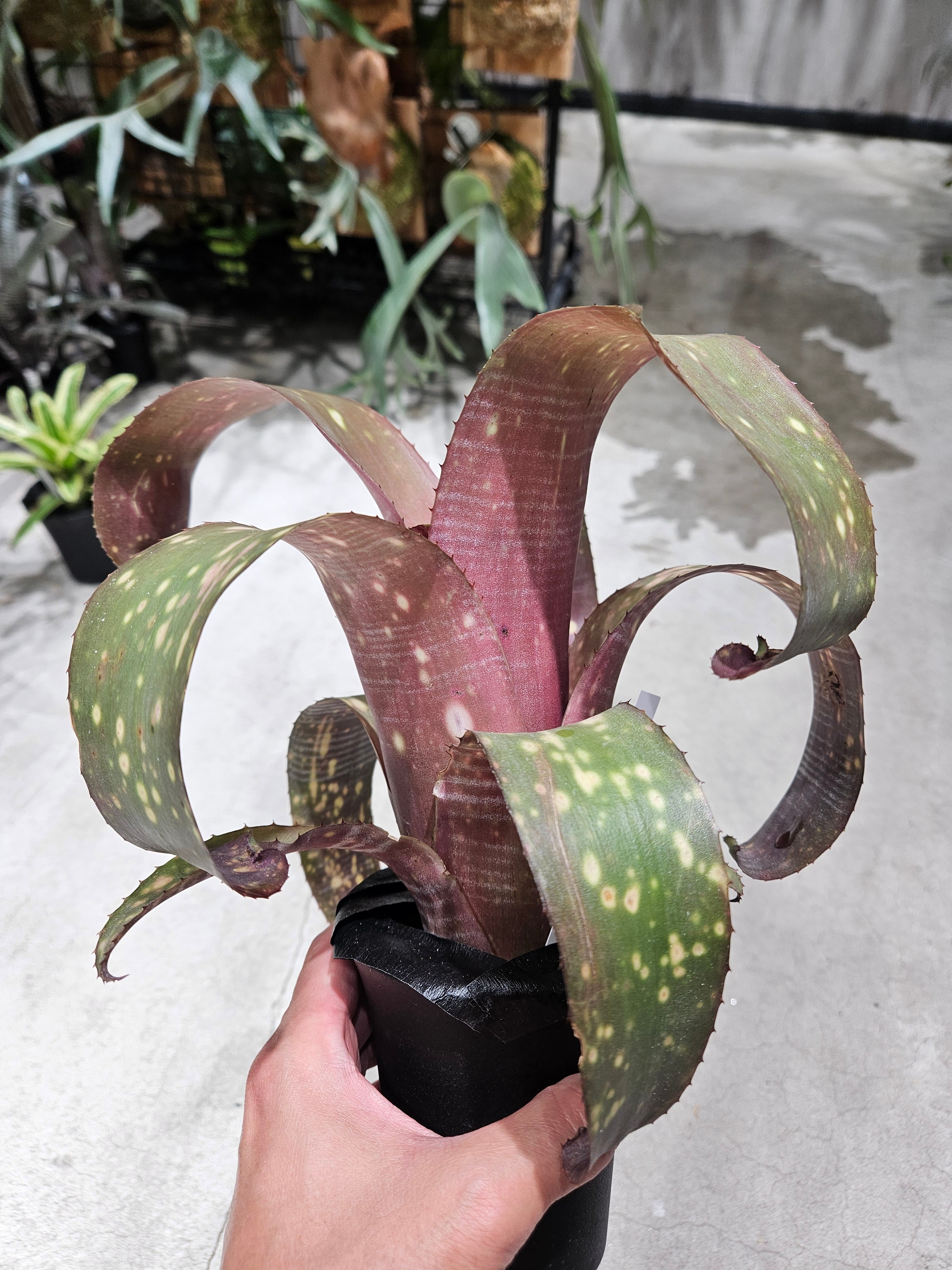 Billbergia Domingos Martins(DM)【artPLANTs/PLANTS GARAGE