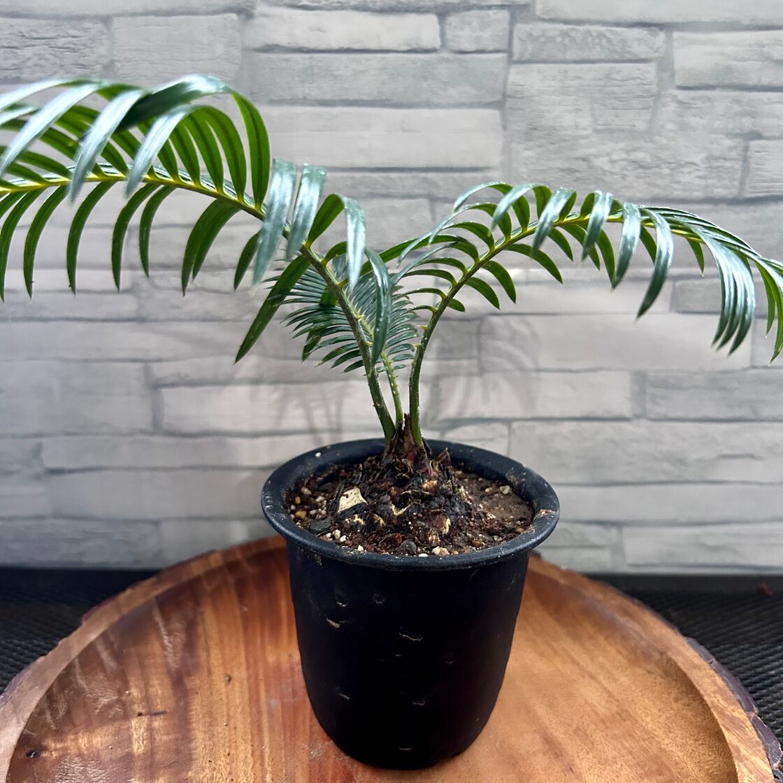 ソテツ 2.5号 蘇鉄 観葉植物 | Pay ID