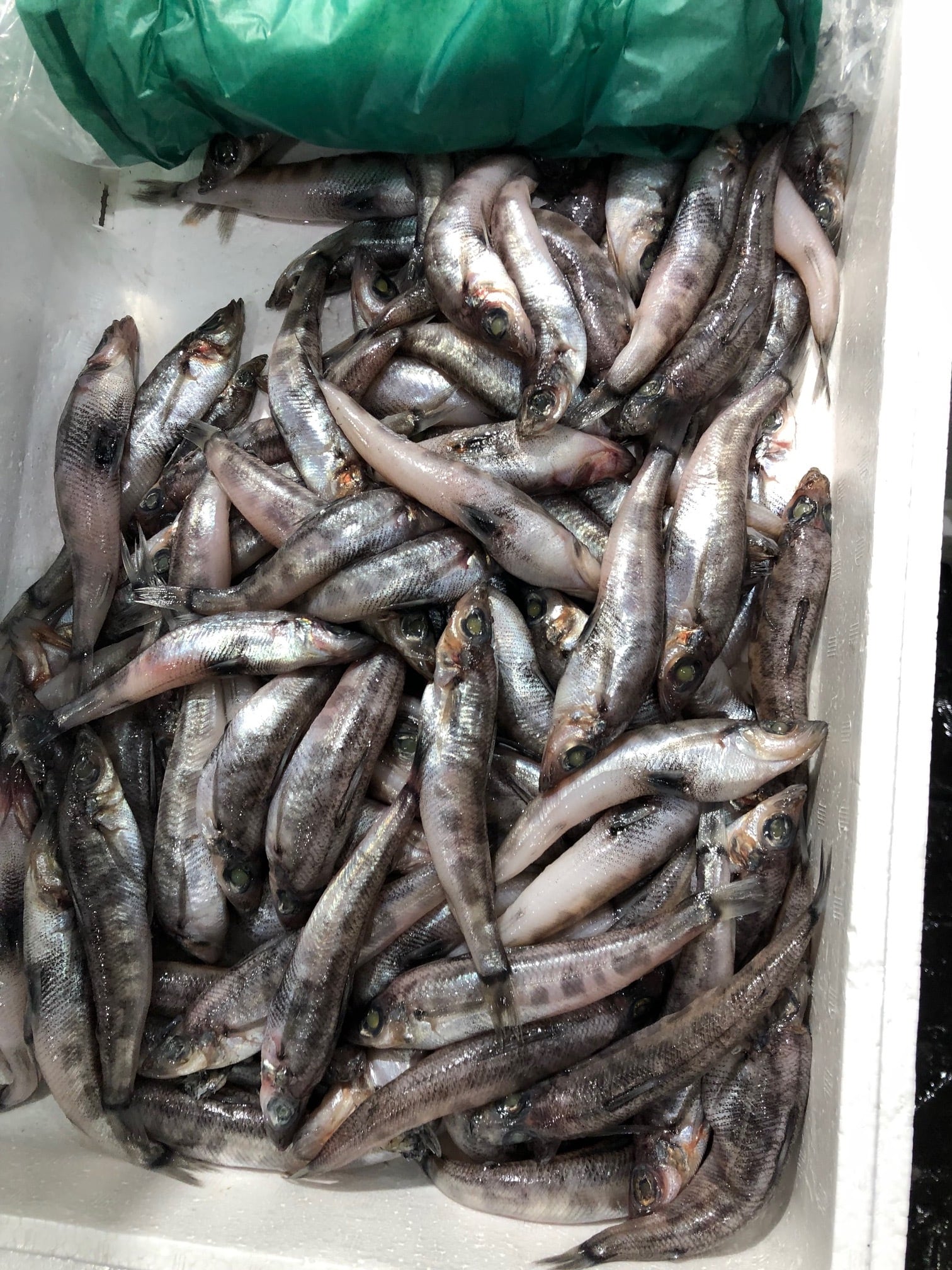 特大メヒカリ 目光 500g 千葉・茨城産など【メヒカリ500g】冷蔵 豊洲直送