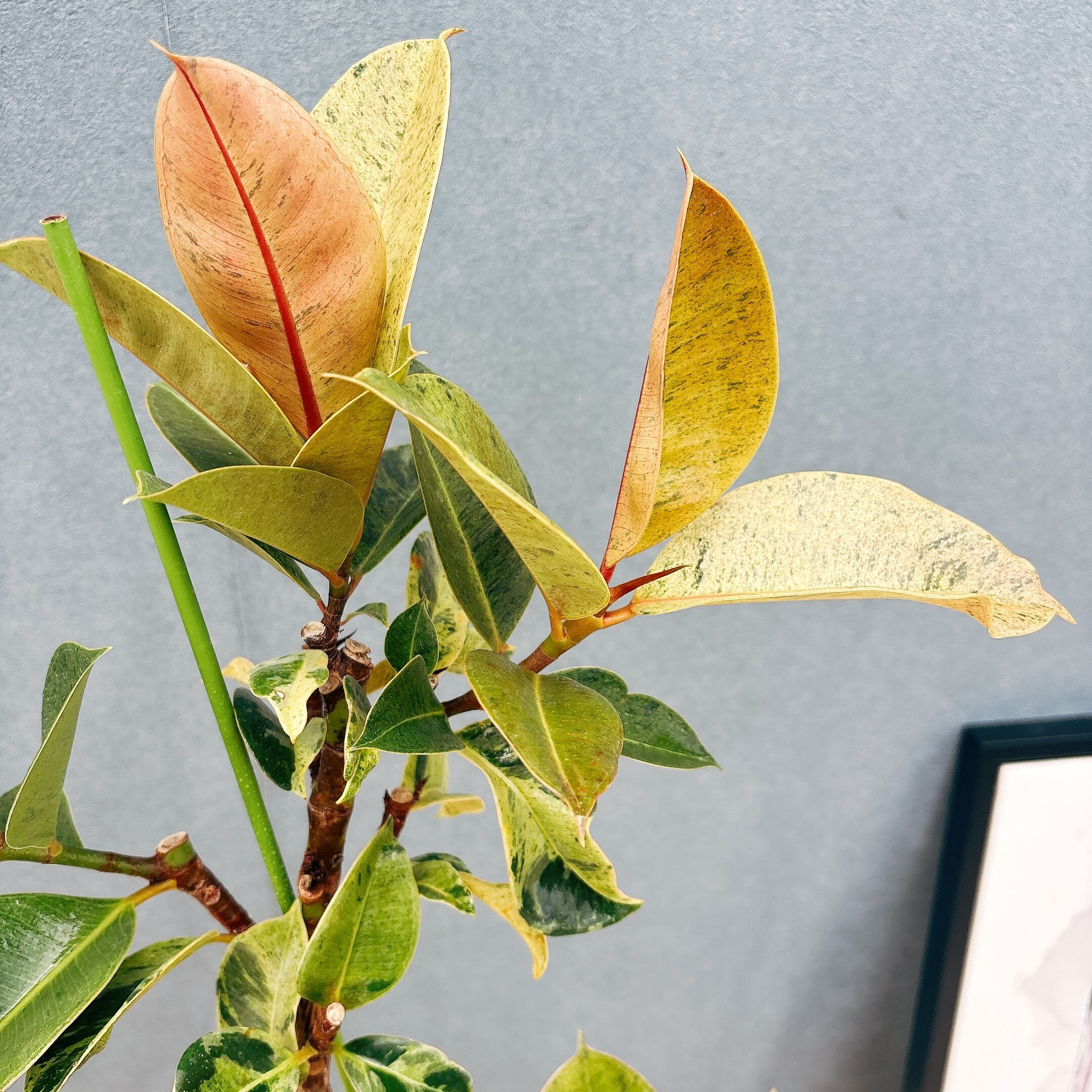 現品］【希少】1番 フィカス ジン 曲がり 7号 観葉植物 ゴムの木 室内