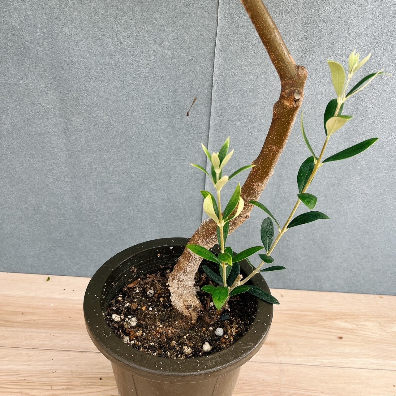 現品］15番 創樹 オリーブ ネバディロブランコ 6号 観葉植物 屋外