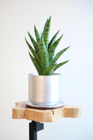 【S】サンスベリア パゴダ/Sansevieria　※スチール鉢付き