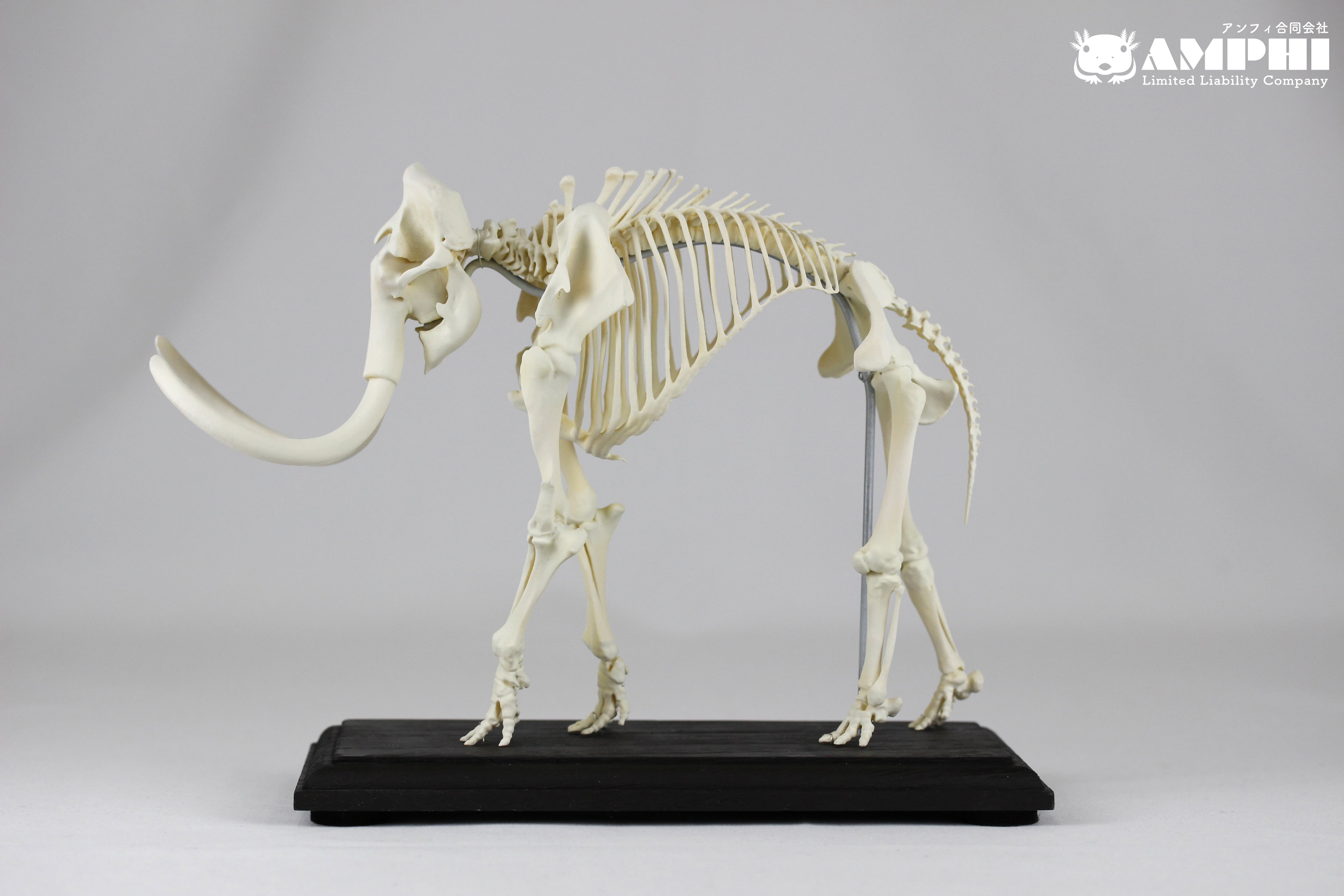 マンモス 縮小全身骨格レプリカ mammoth, miniature whole body