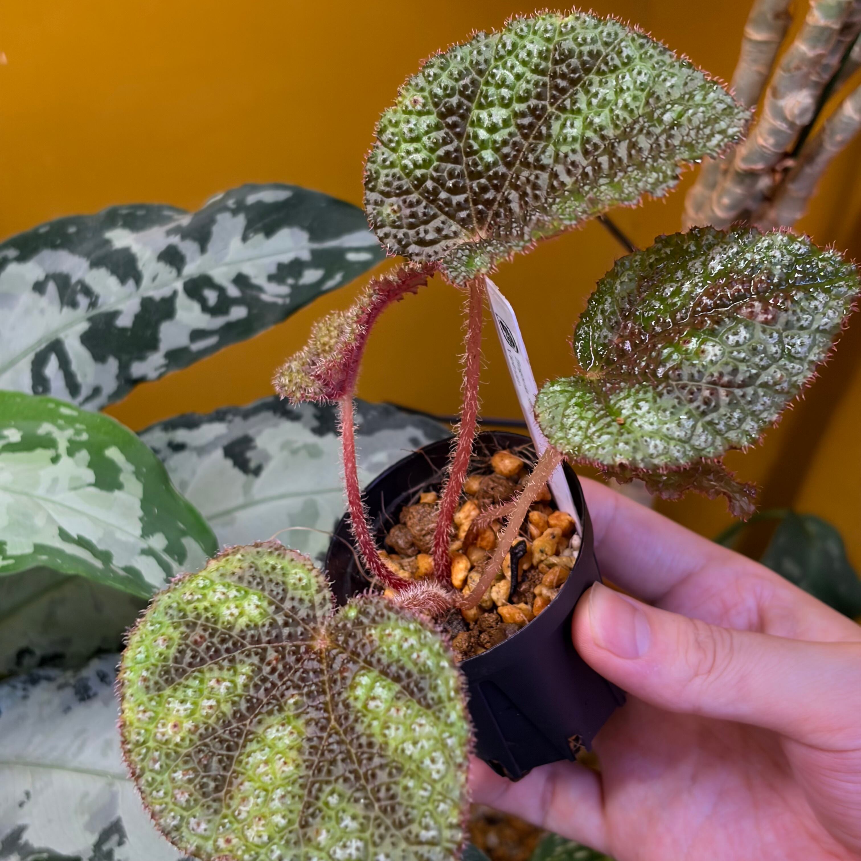 Begonia sp. Vietnam 原種ベゴニア ベトナム | 熱帯雨林植物専門店