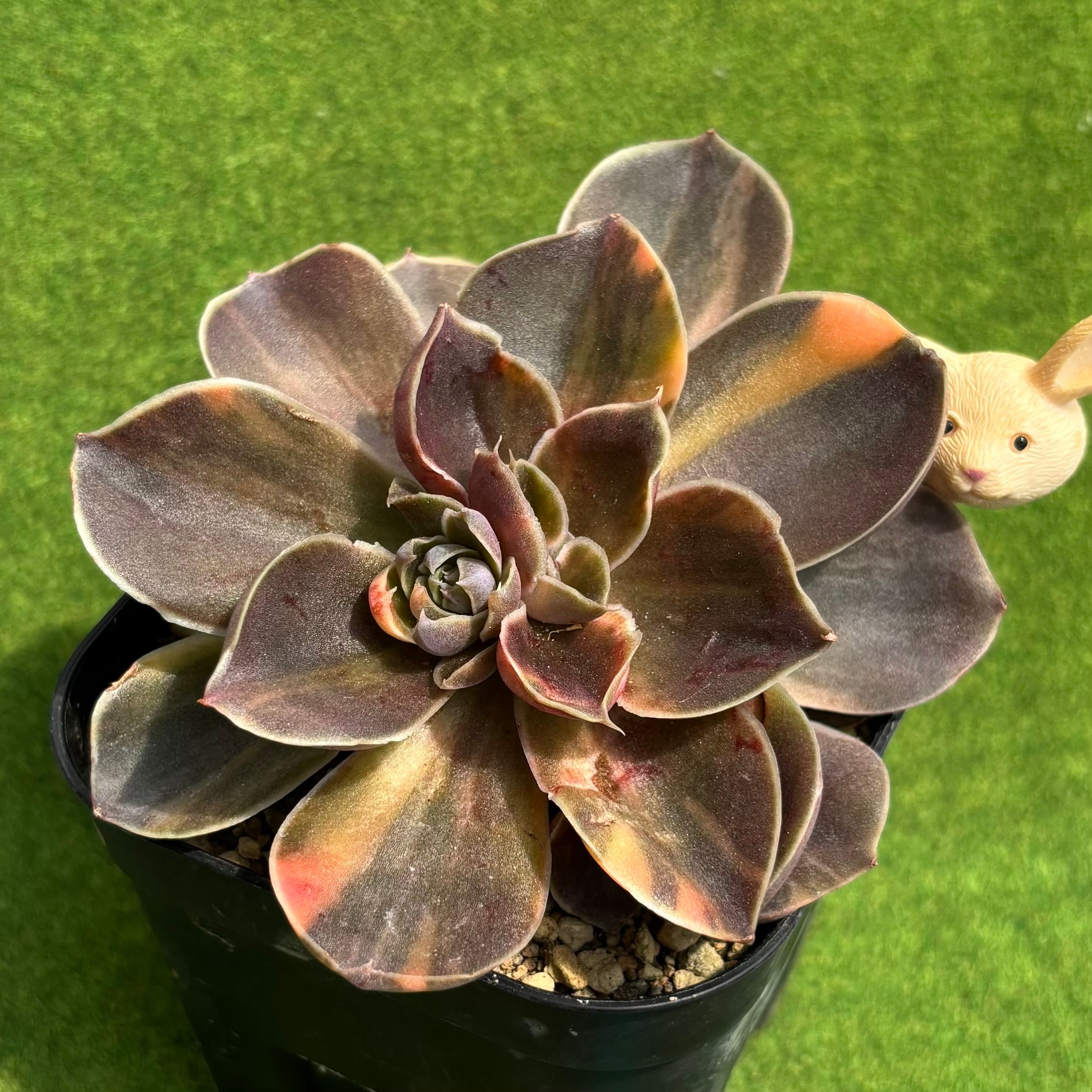 ピンクルルビー錦 | 多肉植物 豆彦商店