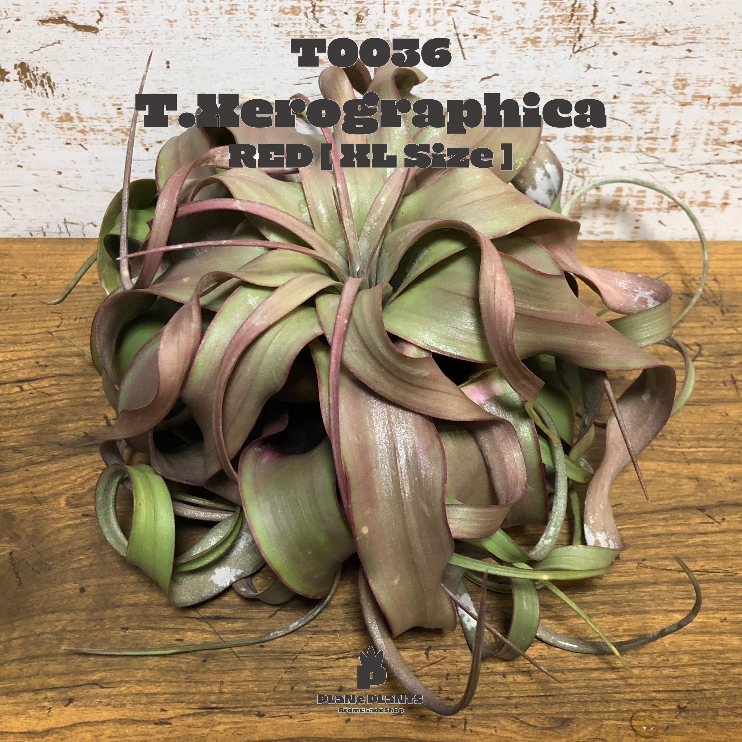 【送料無料】キセログラフィカRED XL〔エアプランツ〕現品発送T0036