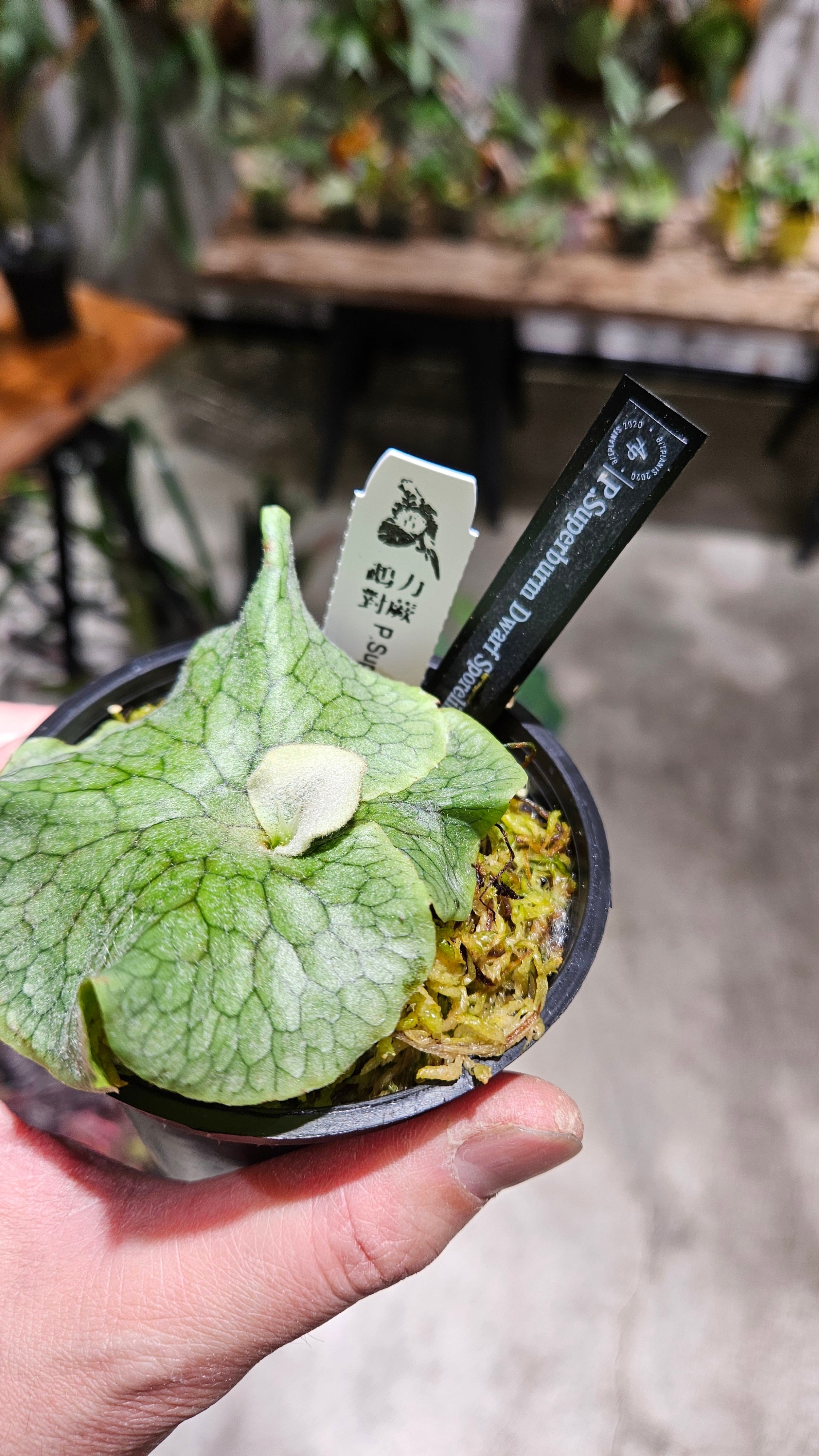P.superbum Dwarf sporeling【artPLANTs/PLANTS GARAGE 】ビカクシダ