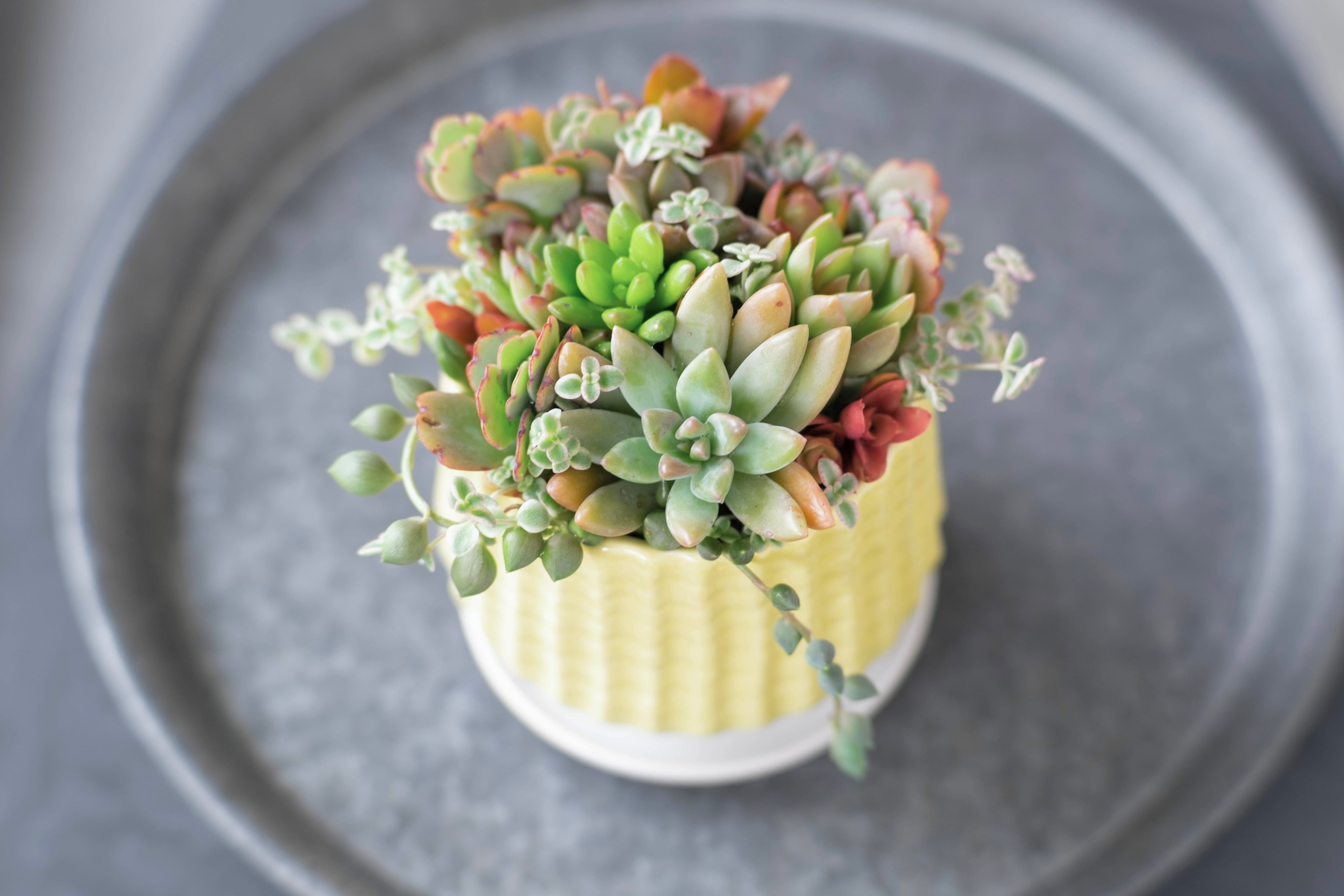 Top【選抜株】多肉植物　18842ウィッチ 24個　鉢無し/脱土 多肉植物 寄せ植え オーダーストップ中 【公式通販】