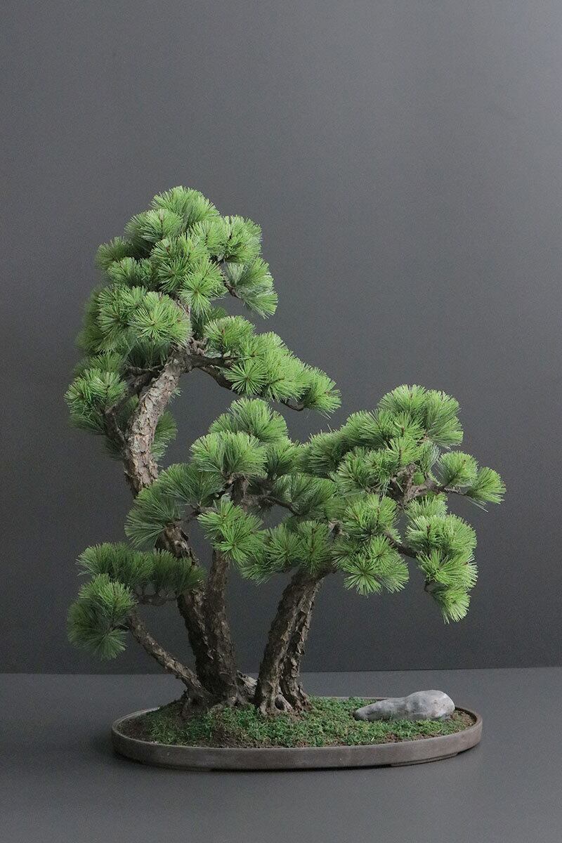 盆栽 松 Pinetree Bonsai #156 | Oh! BONSAI