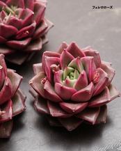 【日本初上陸 新ダーク系 4種セット】ランボルギーニ／玄霜／フェレロローズ 他