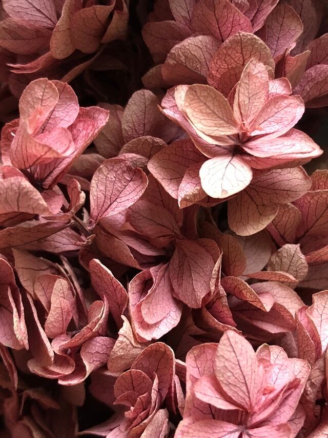 シェア花材☆カシワバアジサイ ピンクライム