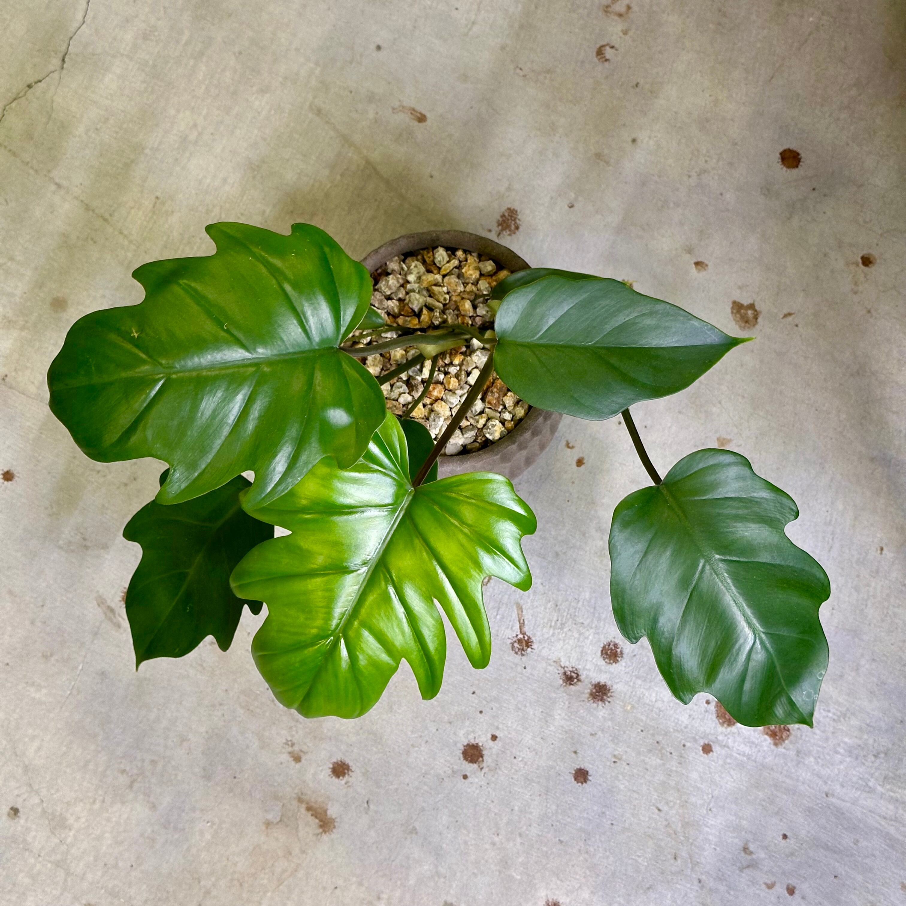 フィロデンドロン・マヨイ | barrelplants_BONSAI