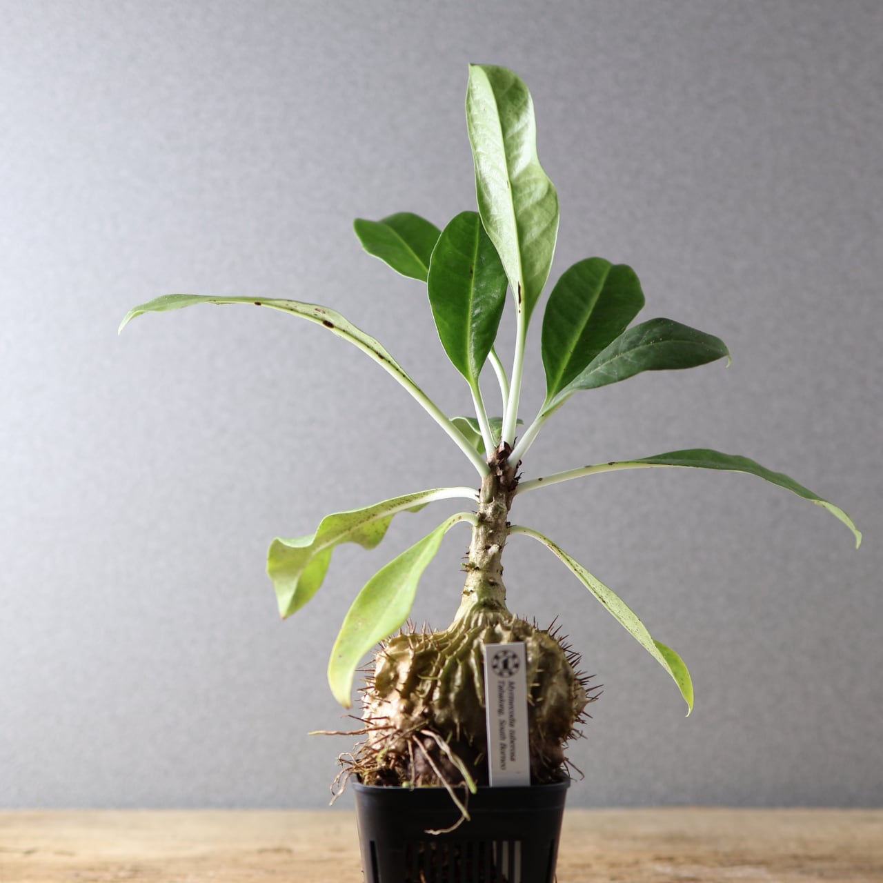 396 アリと共生する『アリ植物 ミルメコディア ツベローサ Myrmecodia