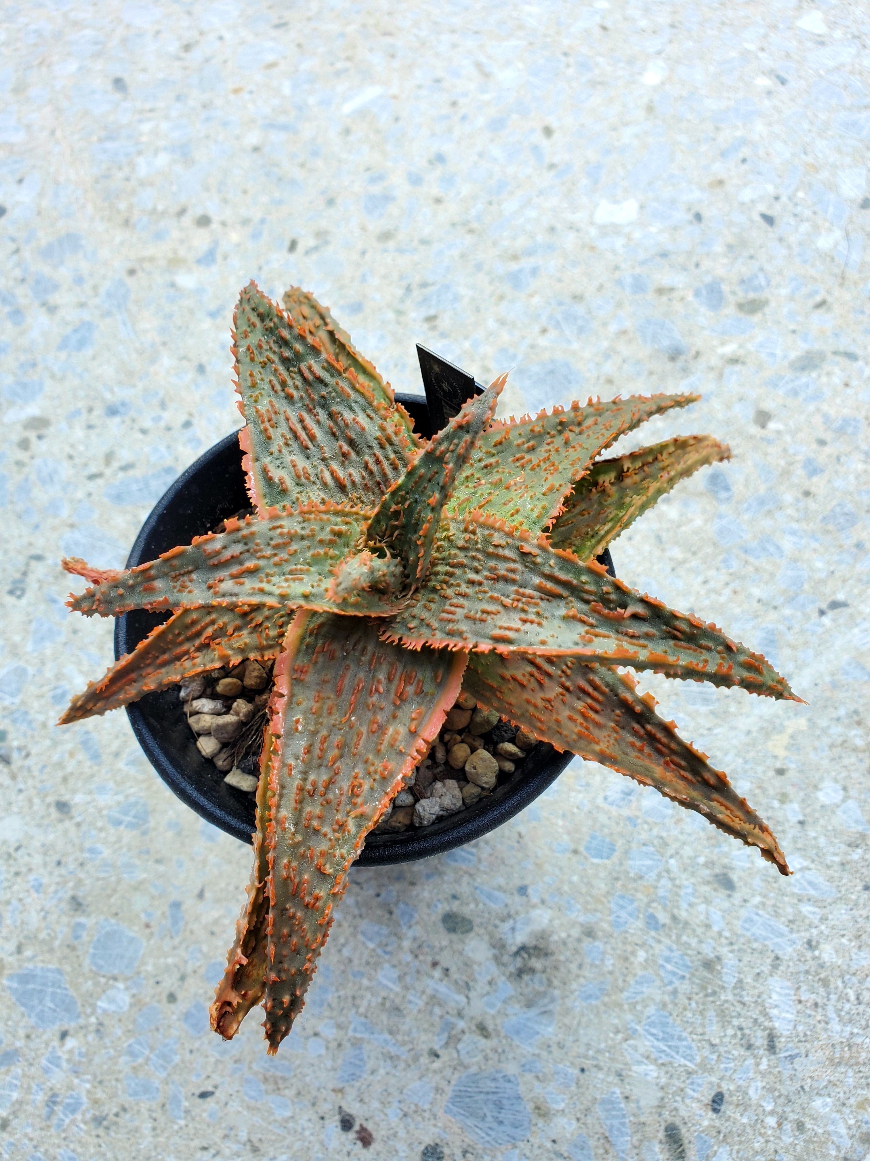 ⭐︎コレクション株⭐︎ belfiore succulent赤タグ アロエ子株