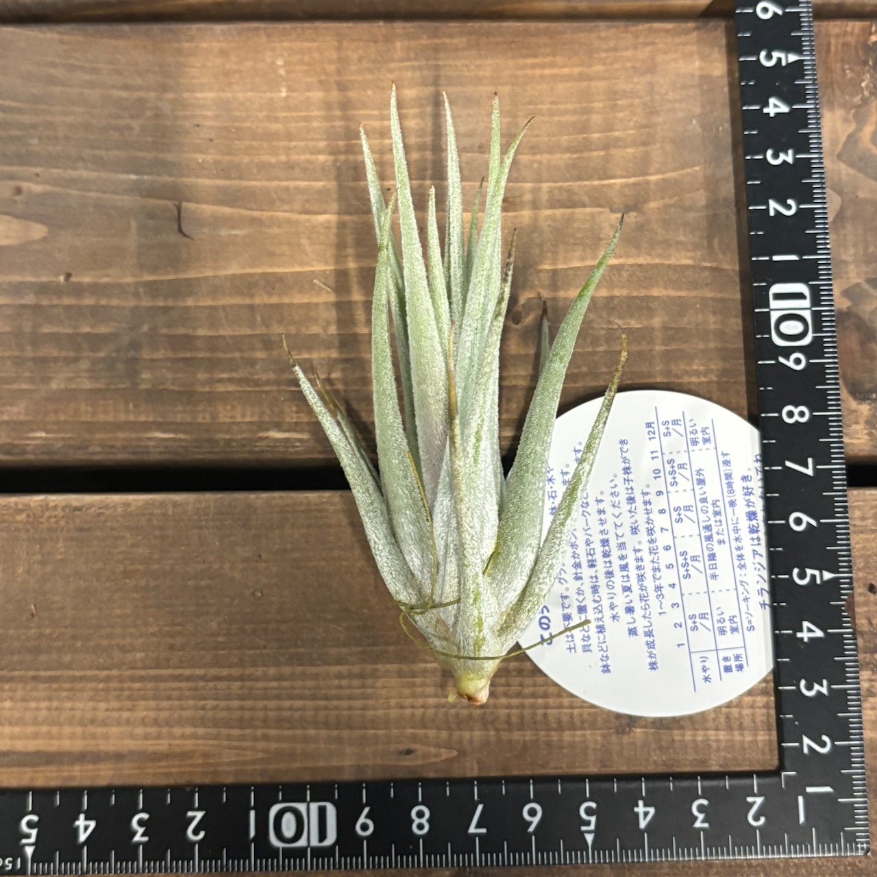 チランジア　ミトラエンシス【327】