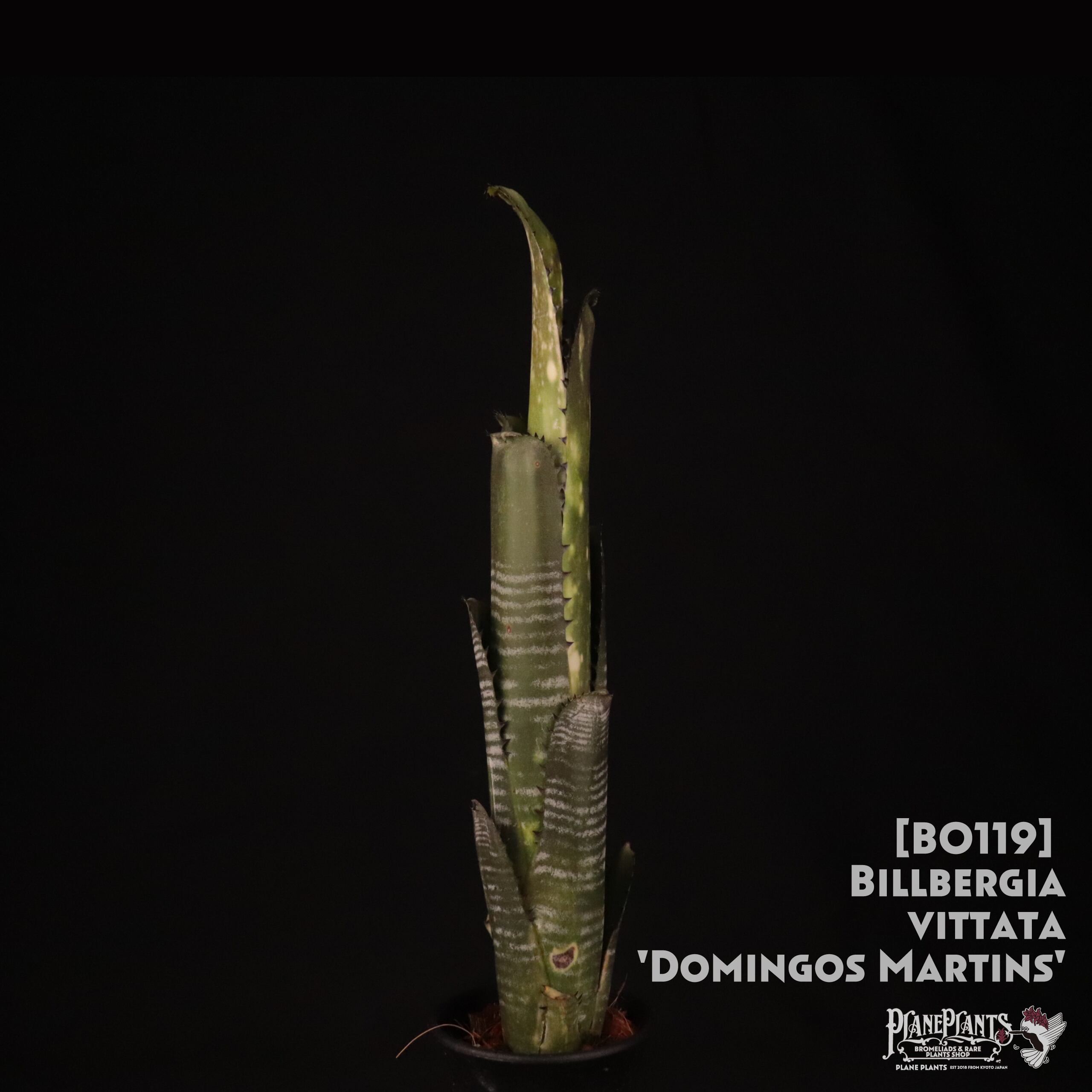 【送料無料】Billbergia 'Domingos Martins'〔ビルベルギア〕現品発送B0119