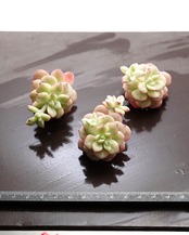 カット苗 タンゴ錦 Echeveria 'Tango' Variegated