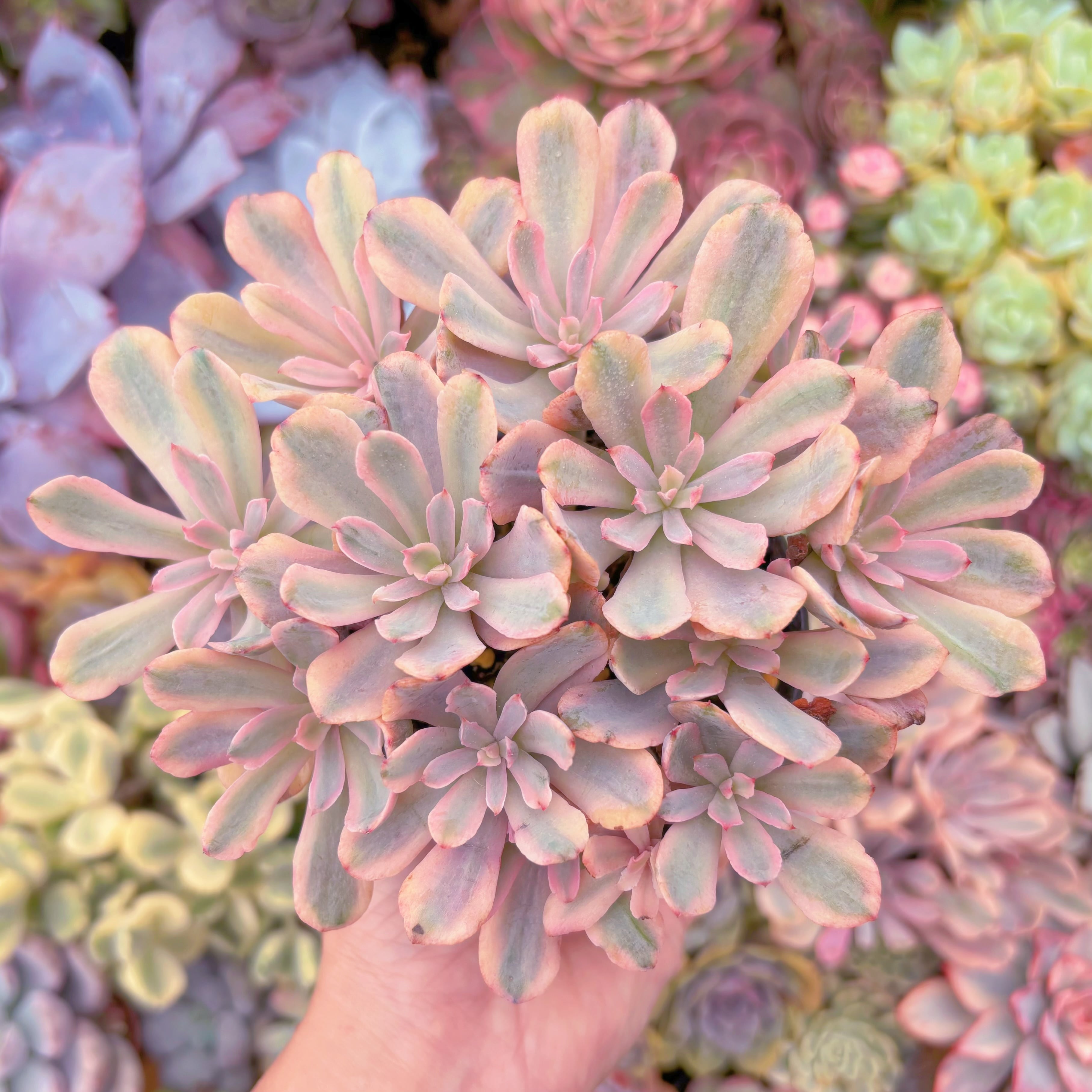 現品　hoveyi錦#F042　群生　るる農園