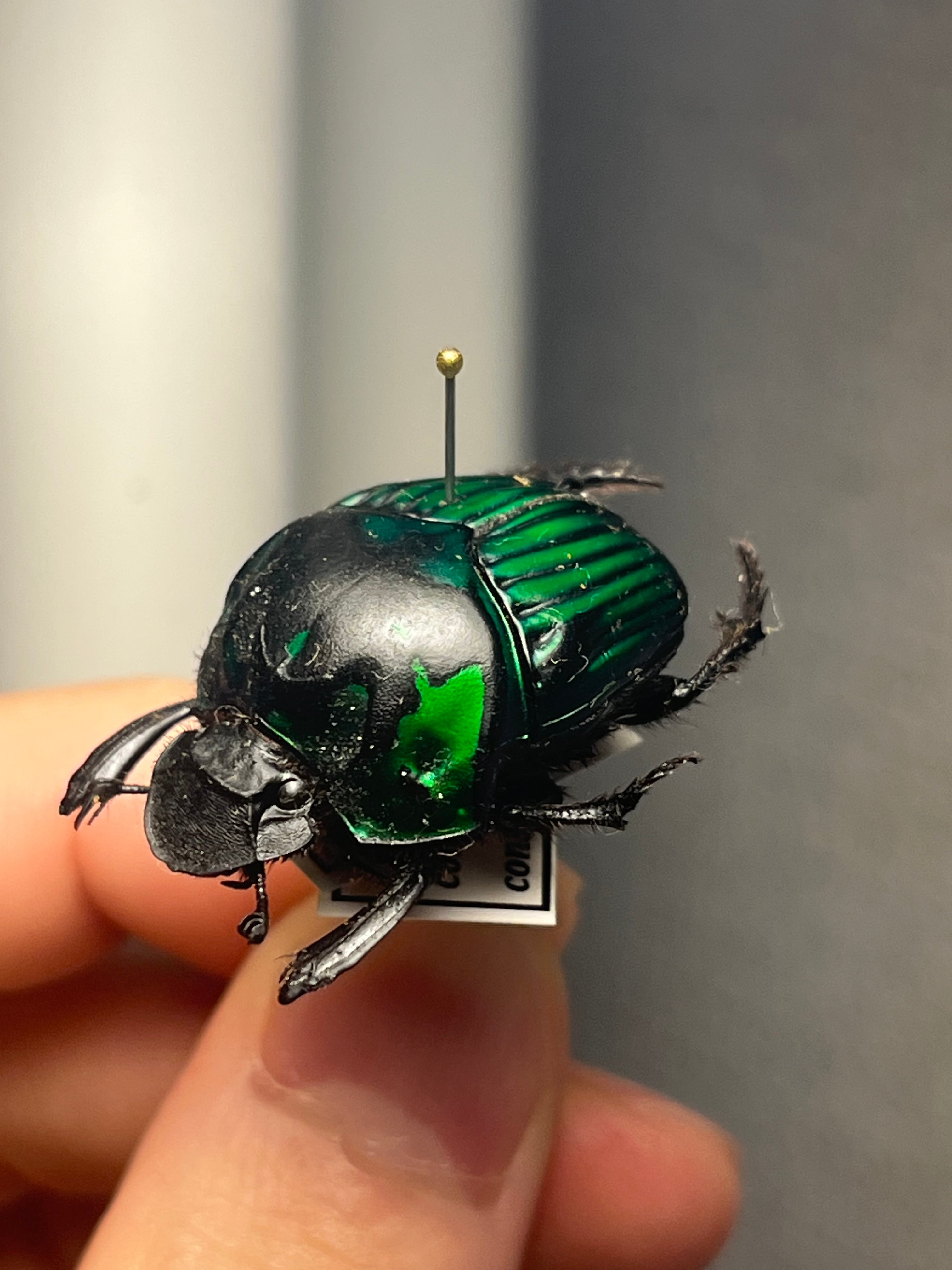 27mm♀】ミドリツヤダイコクコガネ フンチュウ糞虫昆虫標本甲虫