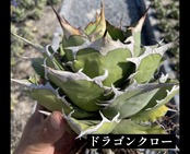 アガベ チタノタ ドラゴンクロー【771】