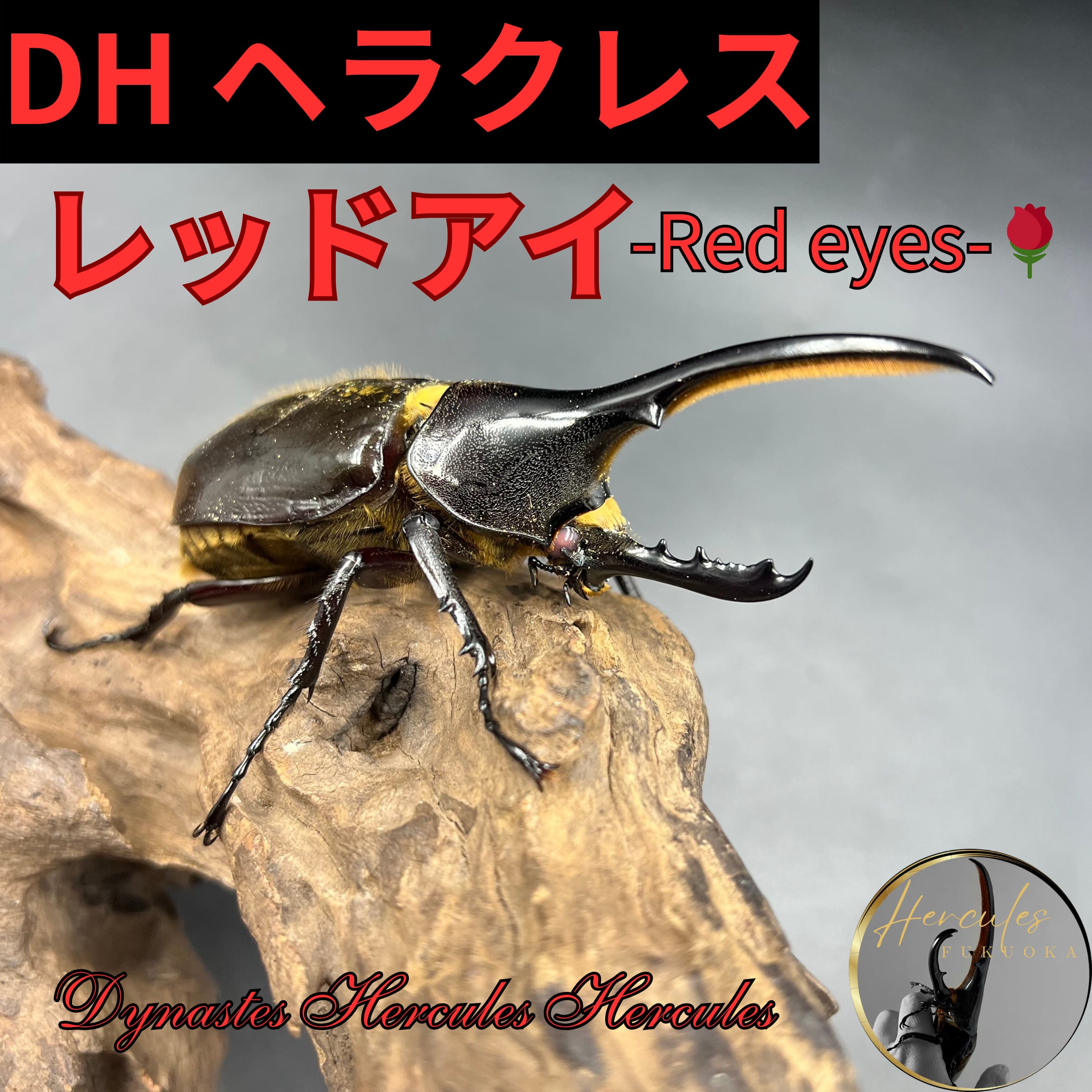 ヘラクレス DHヘラクレス ヘラクレス販売のビーラボ DHヘラクレス