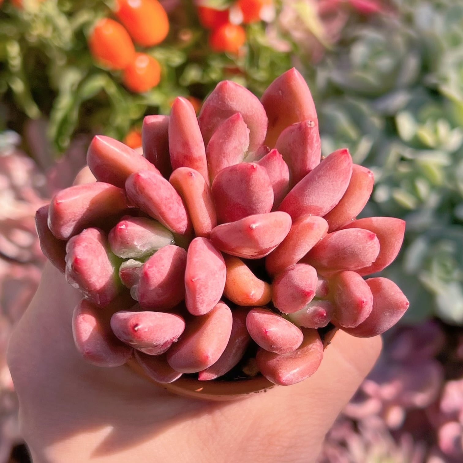 多肉植物　スカロップ2～3頭　新入荷　るる農園