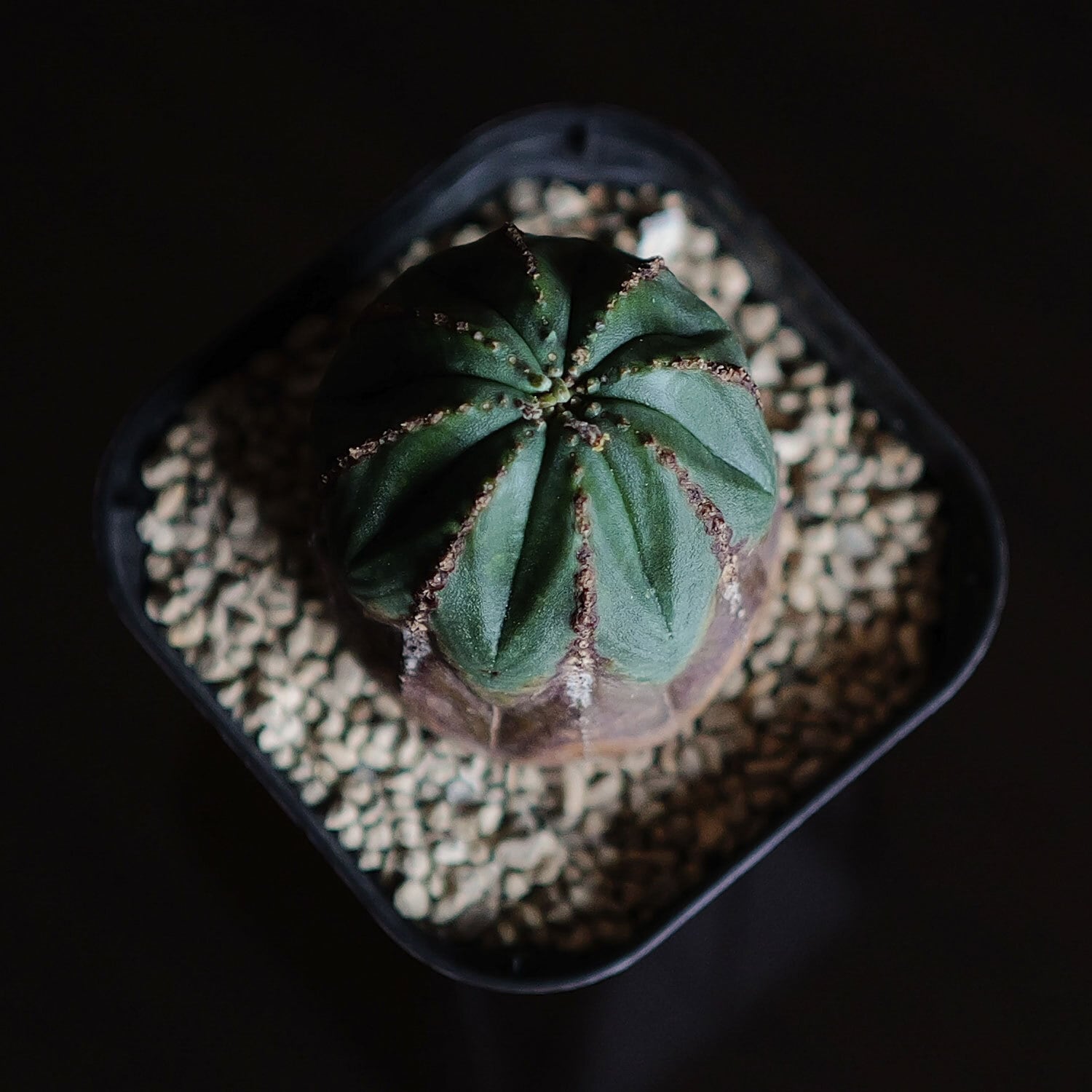 美模様 木質化 オベサ / ユーフォルビア | LIGHTHOUSE.PLANTS - 海外