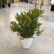 アカシア テレサ【982】