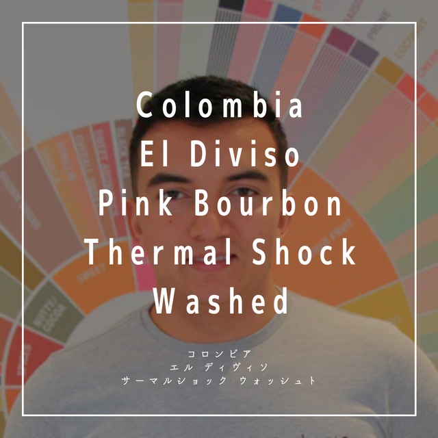 【200g】コロンビア エルディビソ農園 ピンクブルボン