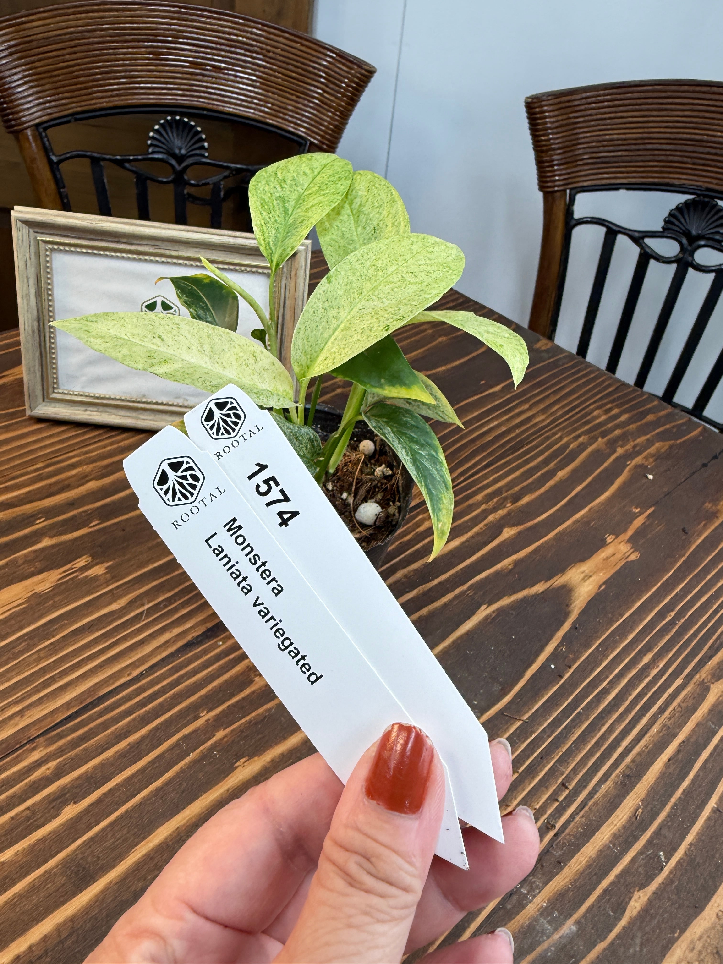 モンステラ | ROOTALPLANTS