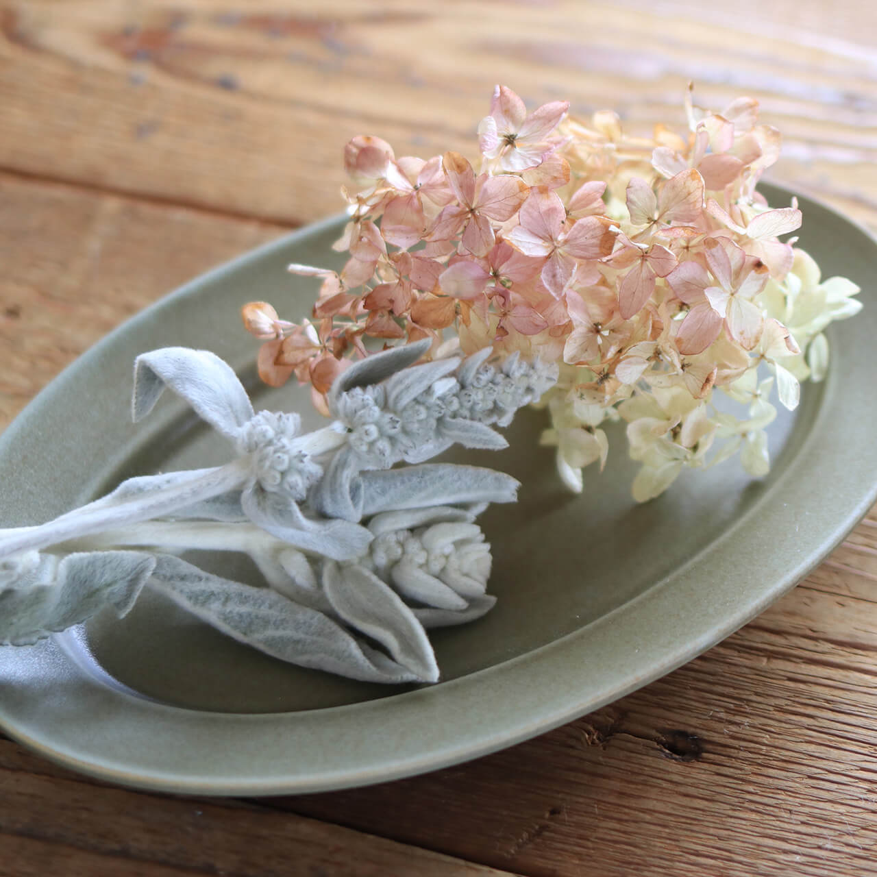 ラムズイヤー ( ワタチョロギ )/ 北海道産 ドライフラワー 花材 リース