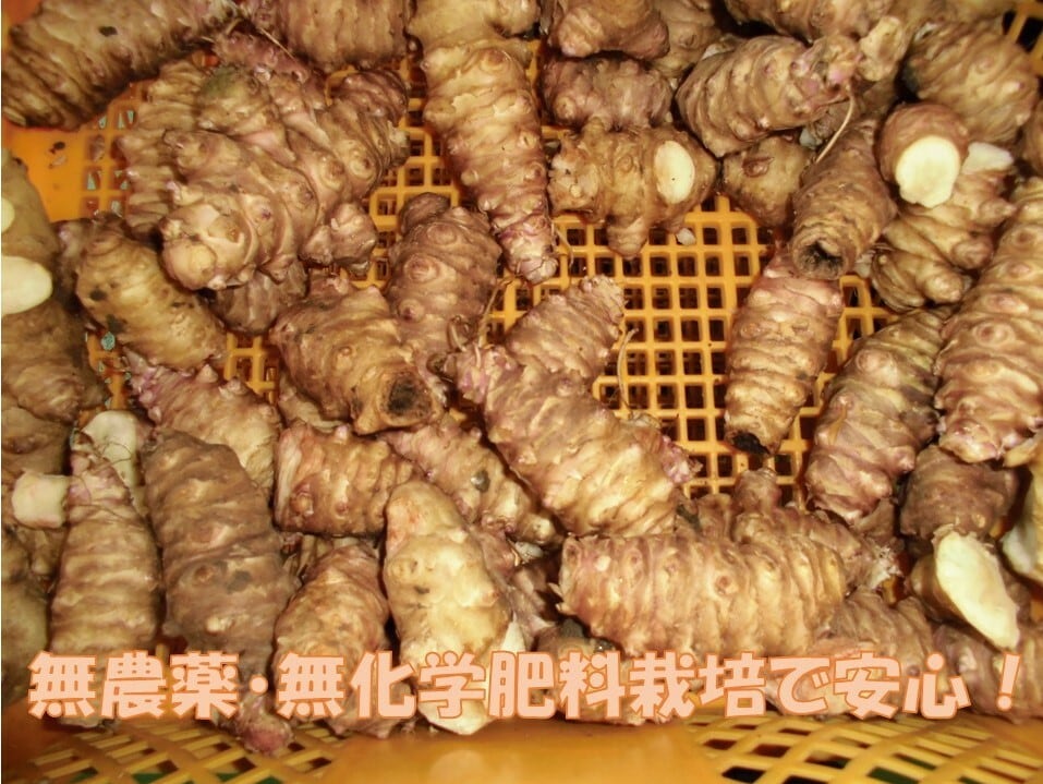 紫菊芋之粉末 | あじ菜工房