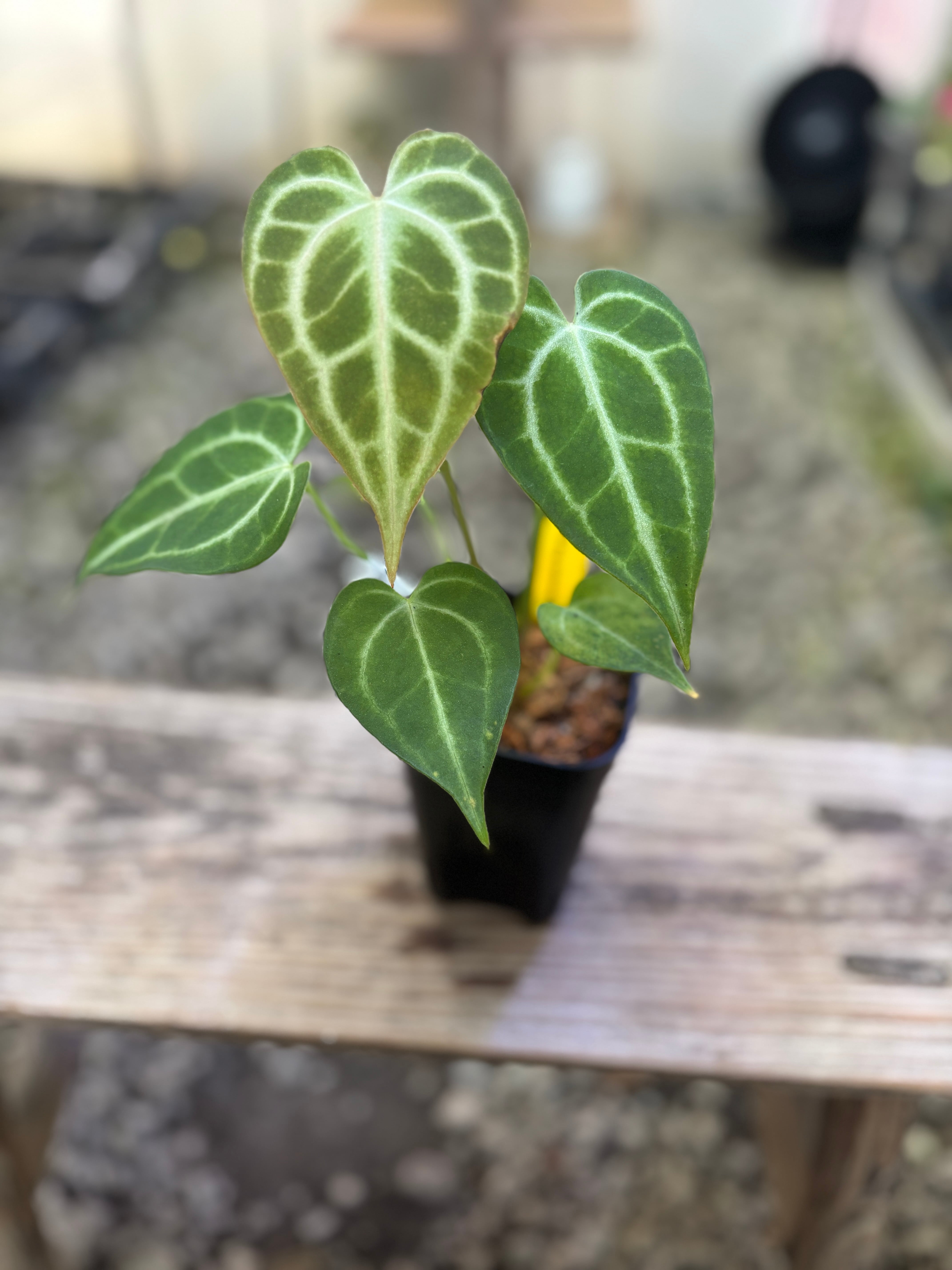 アンスリウム　ベンチー Nepenthes (spectabilis x boschiana) x redonkulas, CAR-0808 – Carnivero
