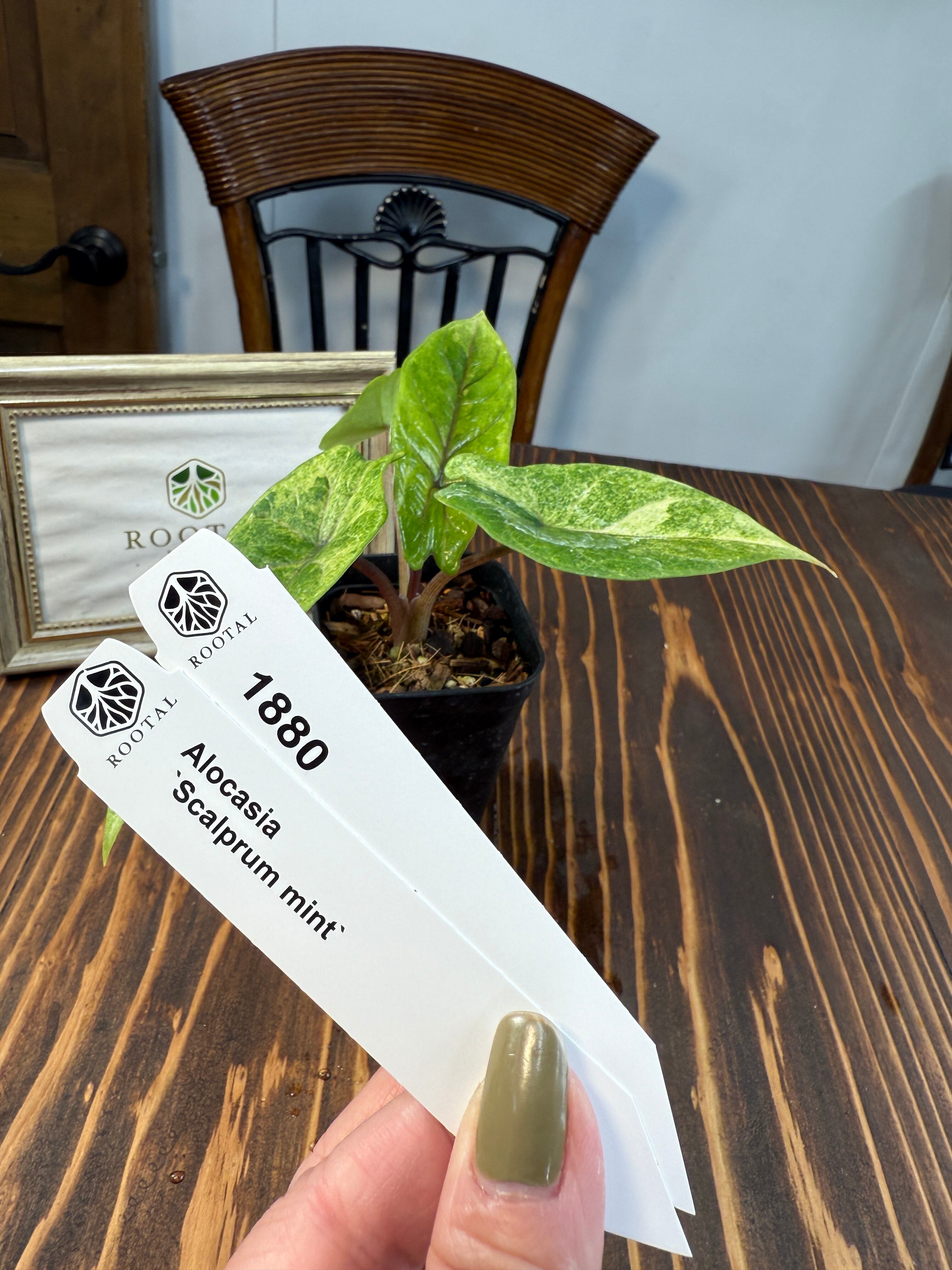 スカルプラム | ROOTALPLANTS