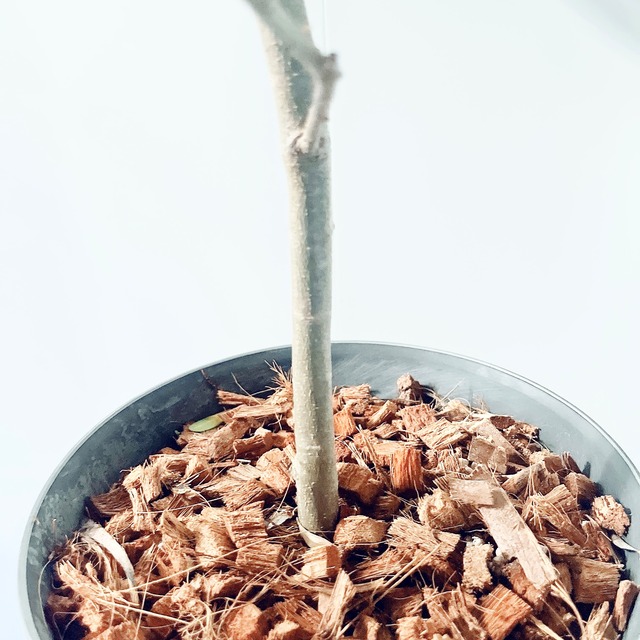 【特A品】オリーブ チプレッシーノ Lサイズ 観葉植物 calm cafe