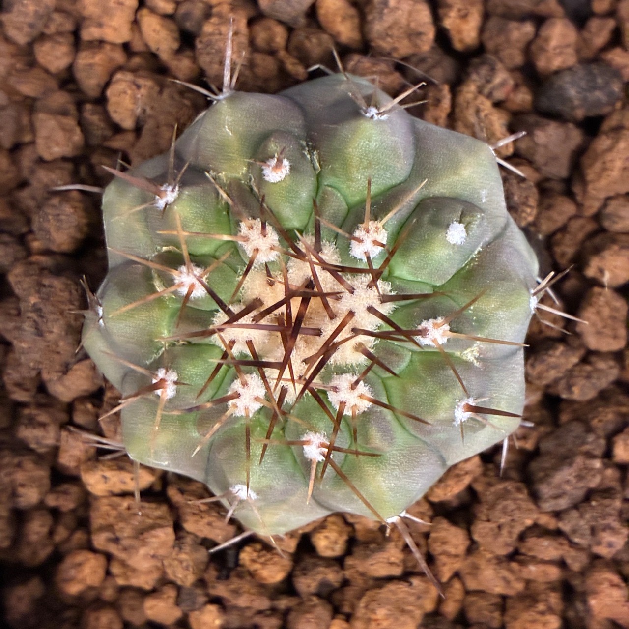 【Copiapoa】サボテン　コピアポア　コルムナアルバ　孤竜丸 実生【348】