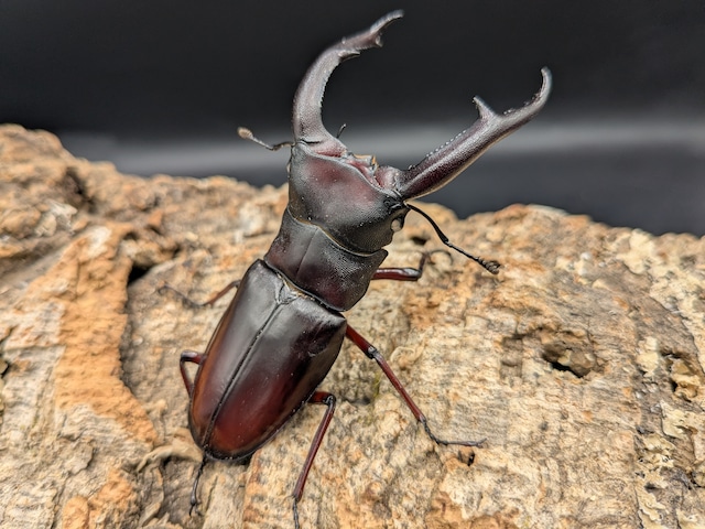 マンディブラリス原名亜種　ホワイトアイ　♂84ｍｍ♀45ｍｍ