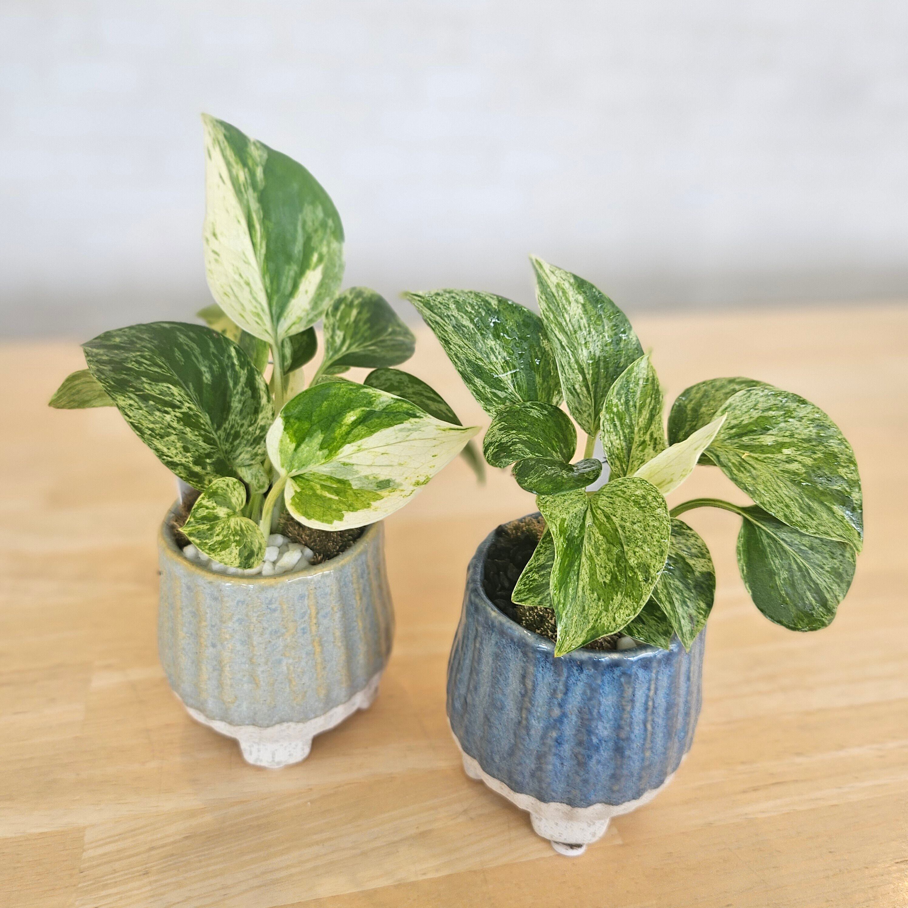 アロカシア・ロコ Alocasia 'Loco' | Plants Baka