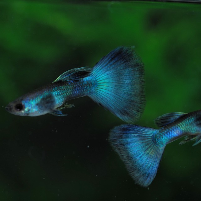モスコーグリーン　若魚1ペア