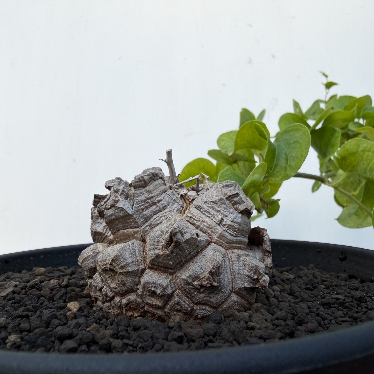 Dioscorea elephantipes【ディオスコレア・亀甲竜】