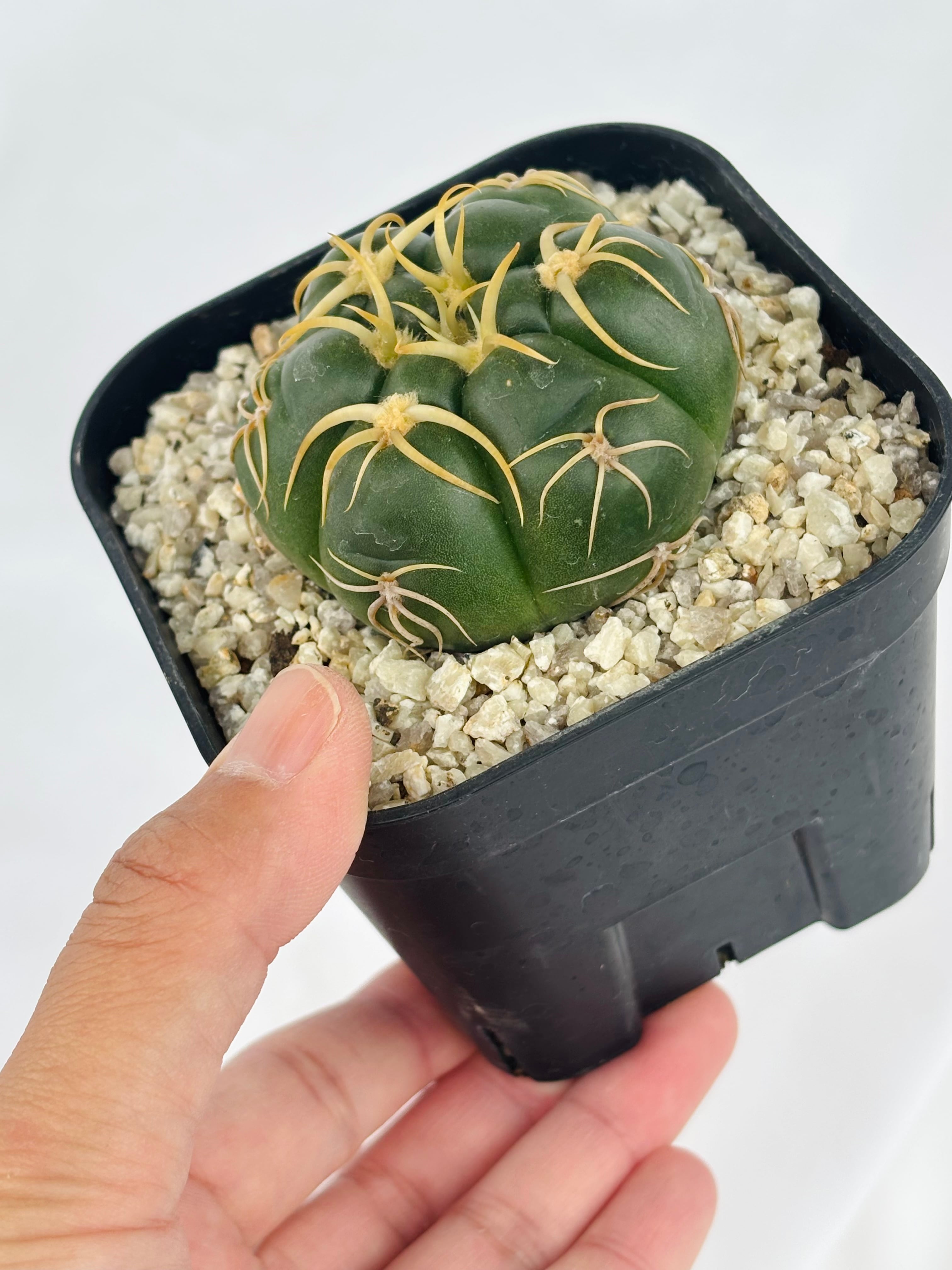 Gymnocalycium denudatum ギムノカリキウム 海王丸 サボテン | plants